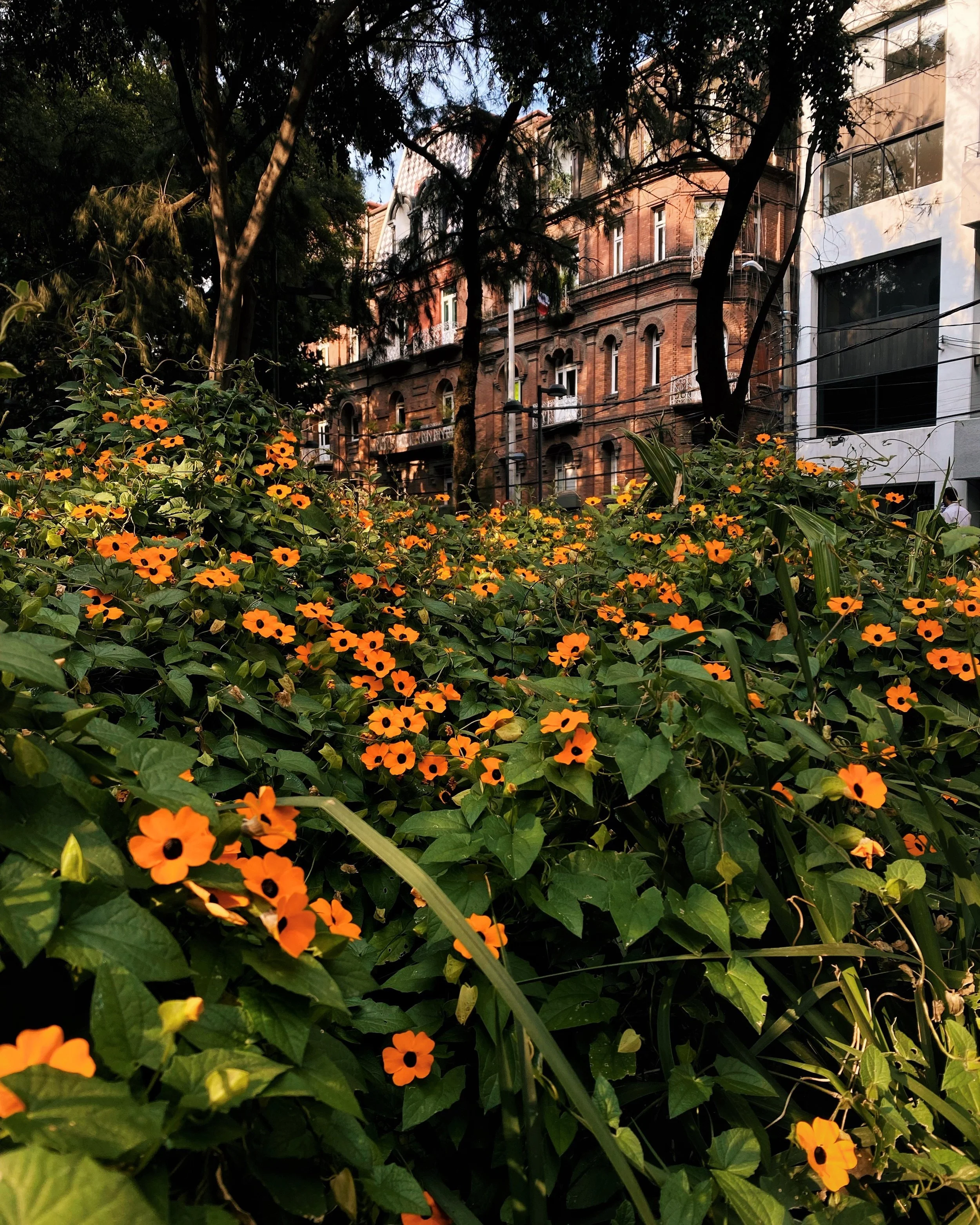 cdmx2.jpg