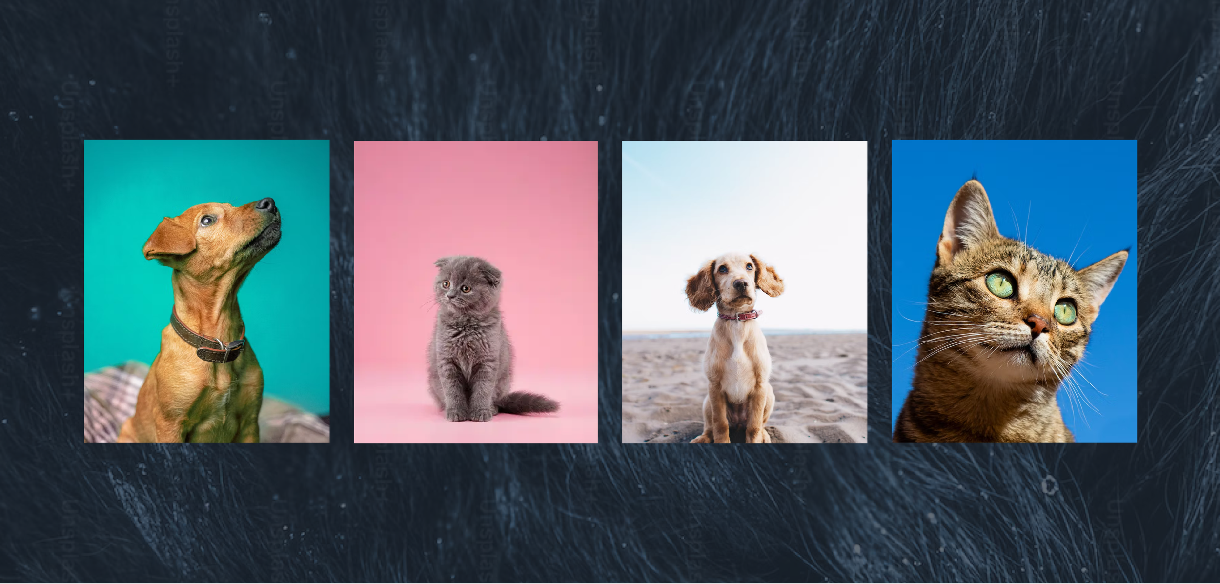 The future of trust in the pet marketplace