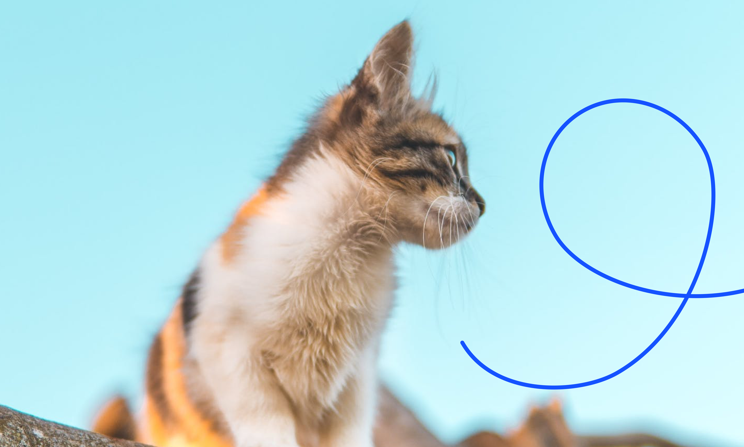 Our approach to combating online pet scams