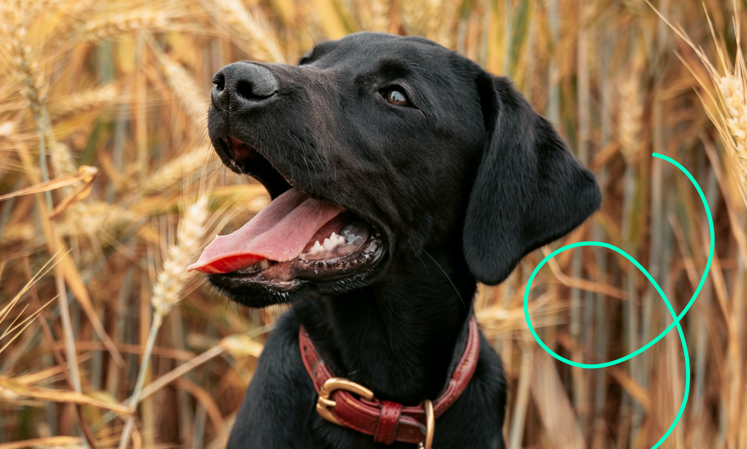 Know your pet buying rights