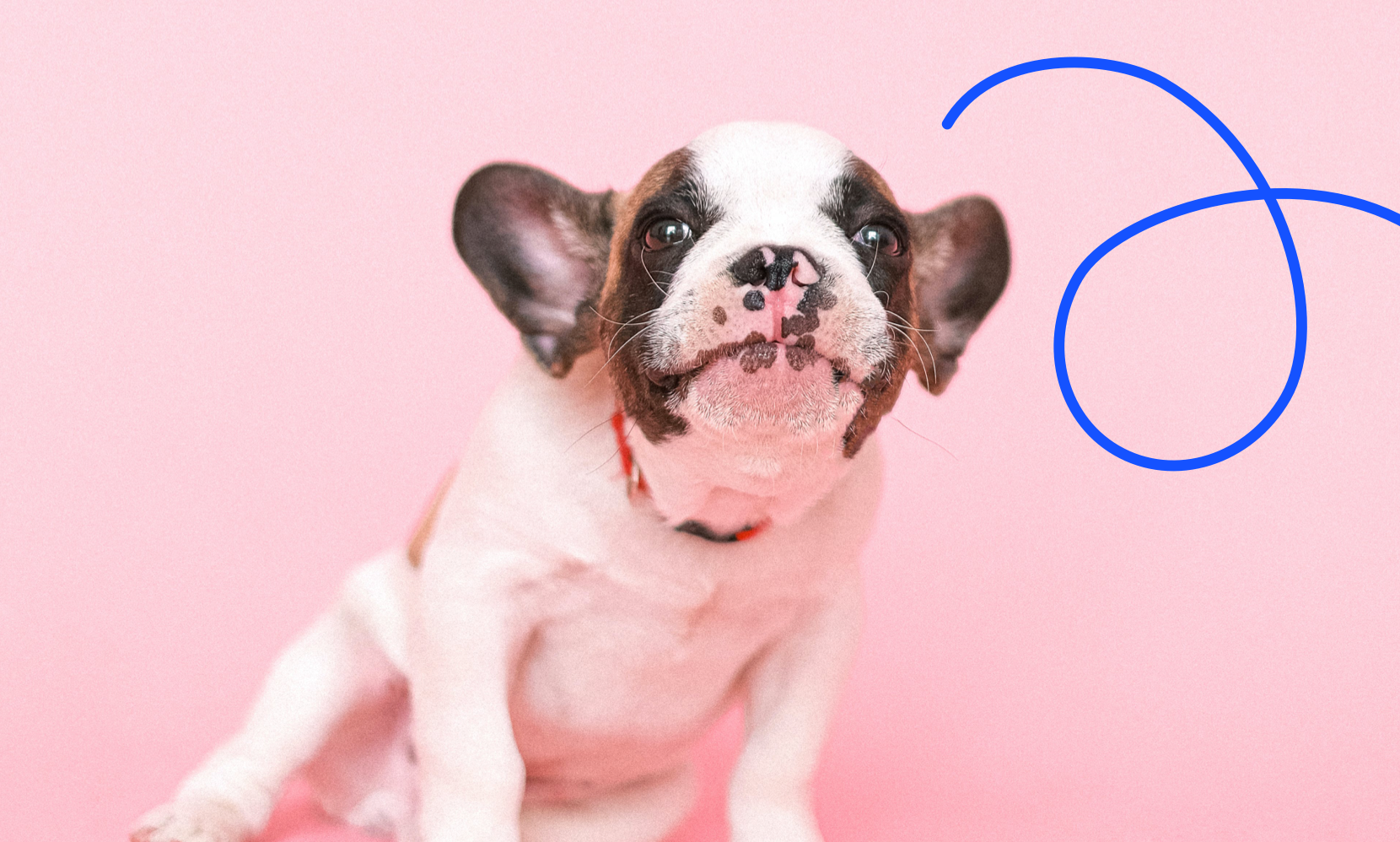Online puppy scam shines a stark light on the dark underbelly of the pet industry