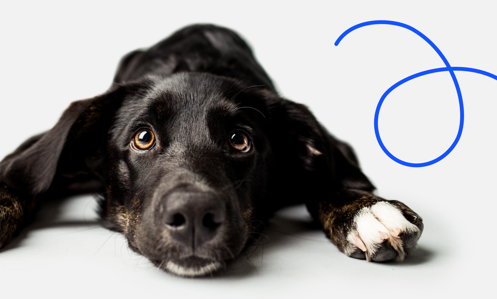 Tackling the challenges in dog breeding: Why transparency matters