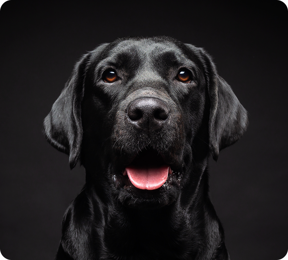 Close-up of a black Labrador Retriever with open mouth and tongue out, against a dark background.