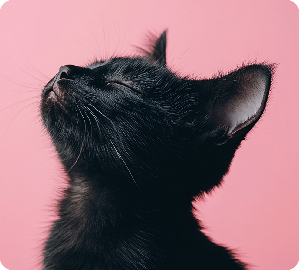 Close-up of a black cat with its eyes closed, showing its face and ears against a pink background.