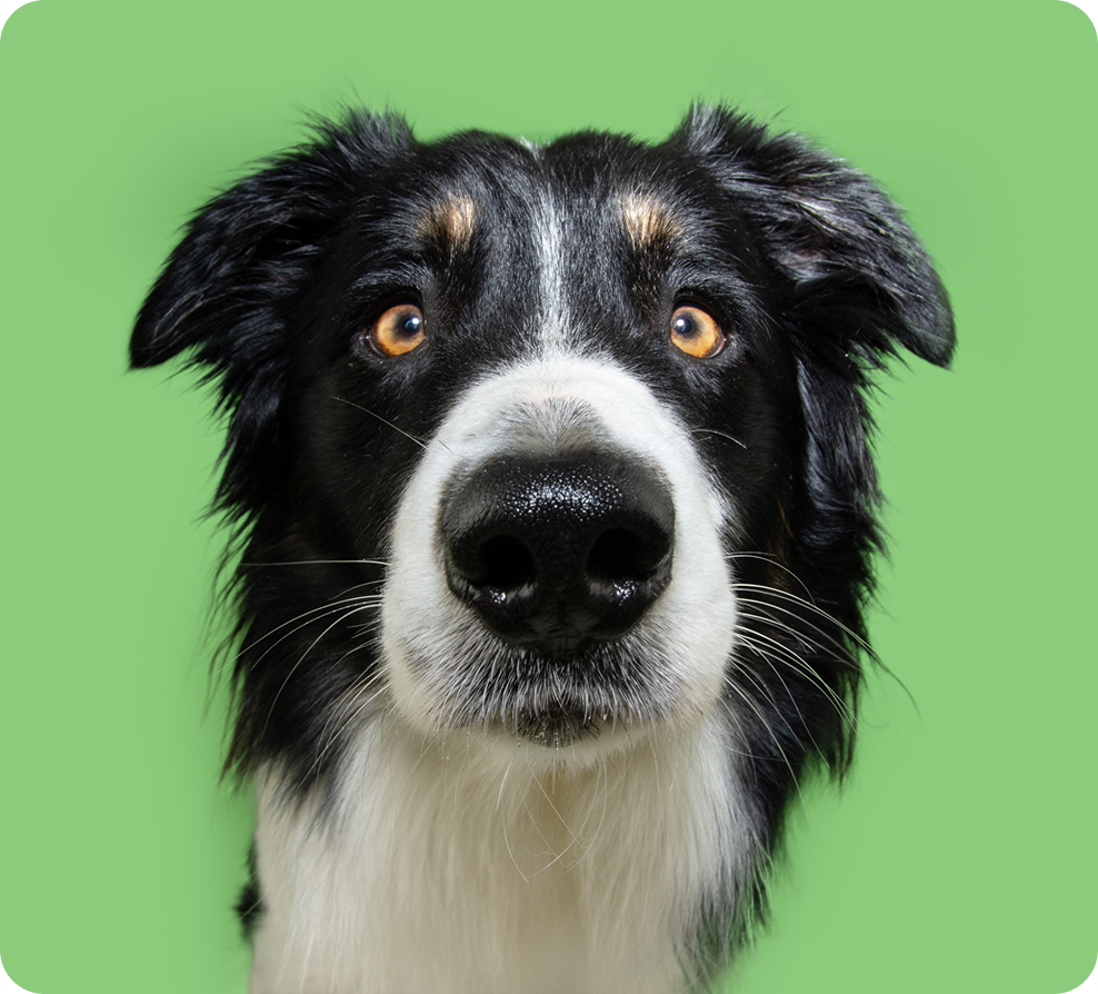 Close-up of a black and white dog with amber eyes against a green background.