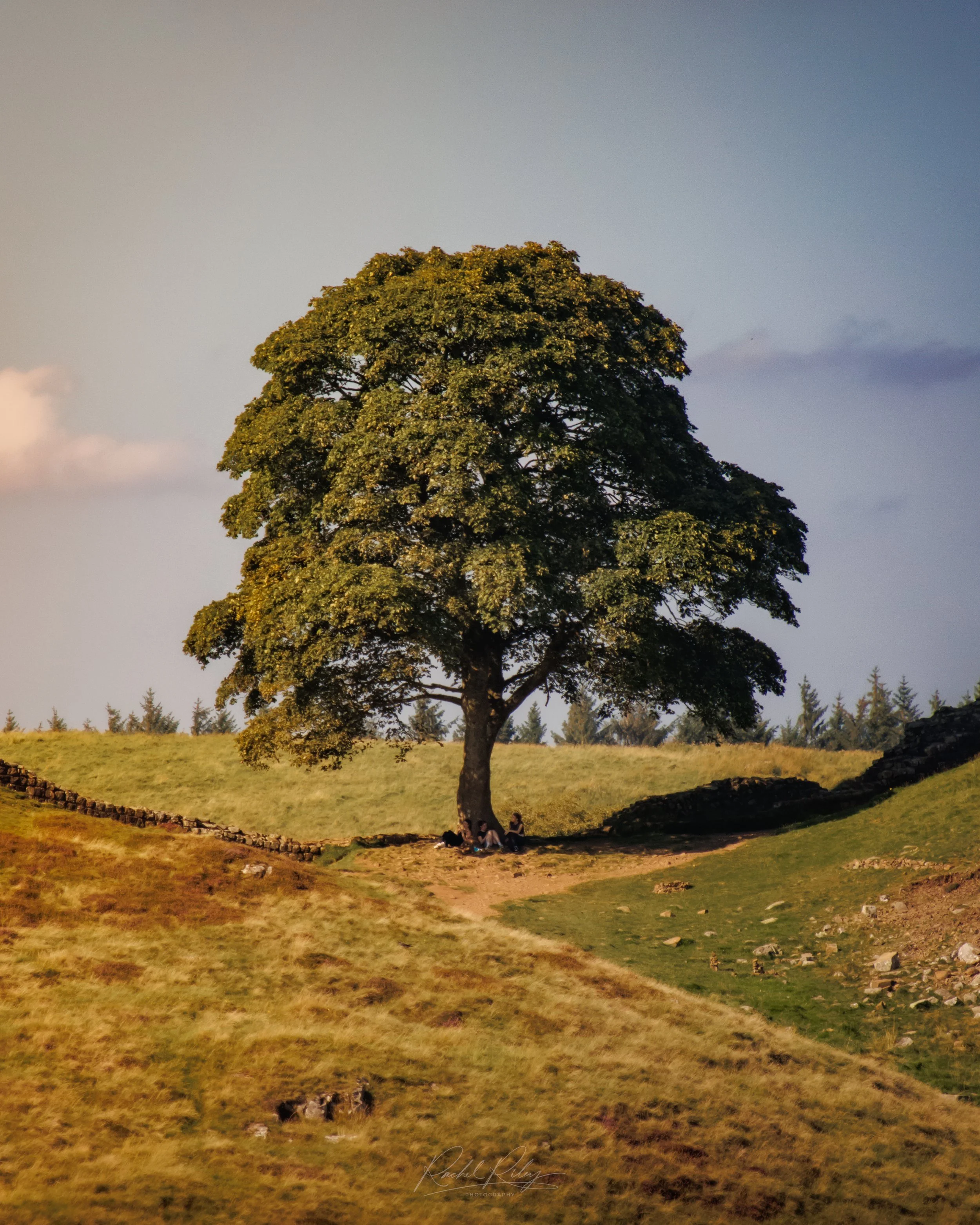 Sycamore Gap, Northumberland, UK