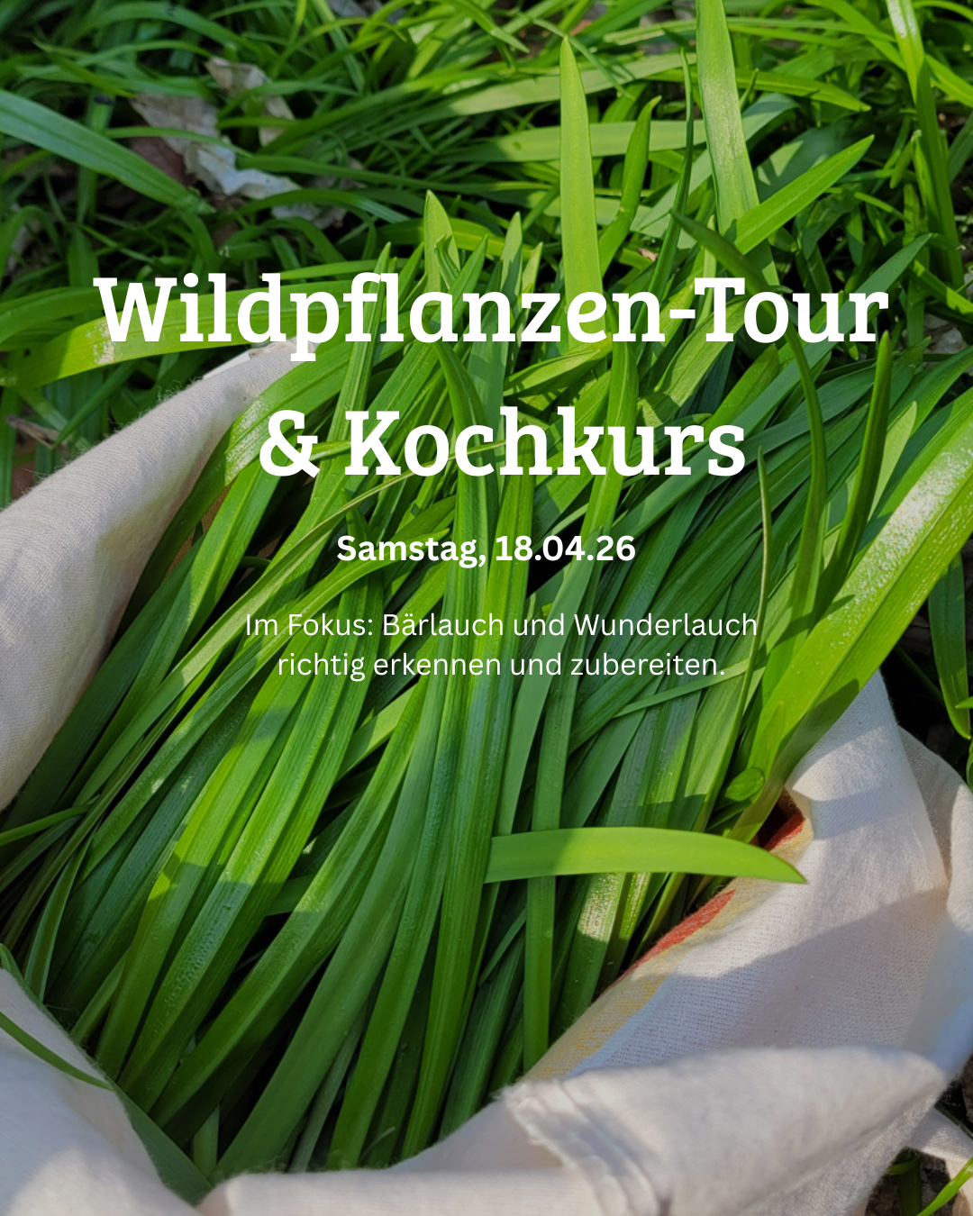Wildpflanzen-Führung und Kochkurs: Bärlauch & Wunderlauch