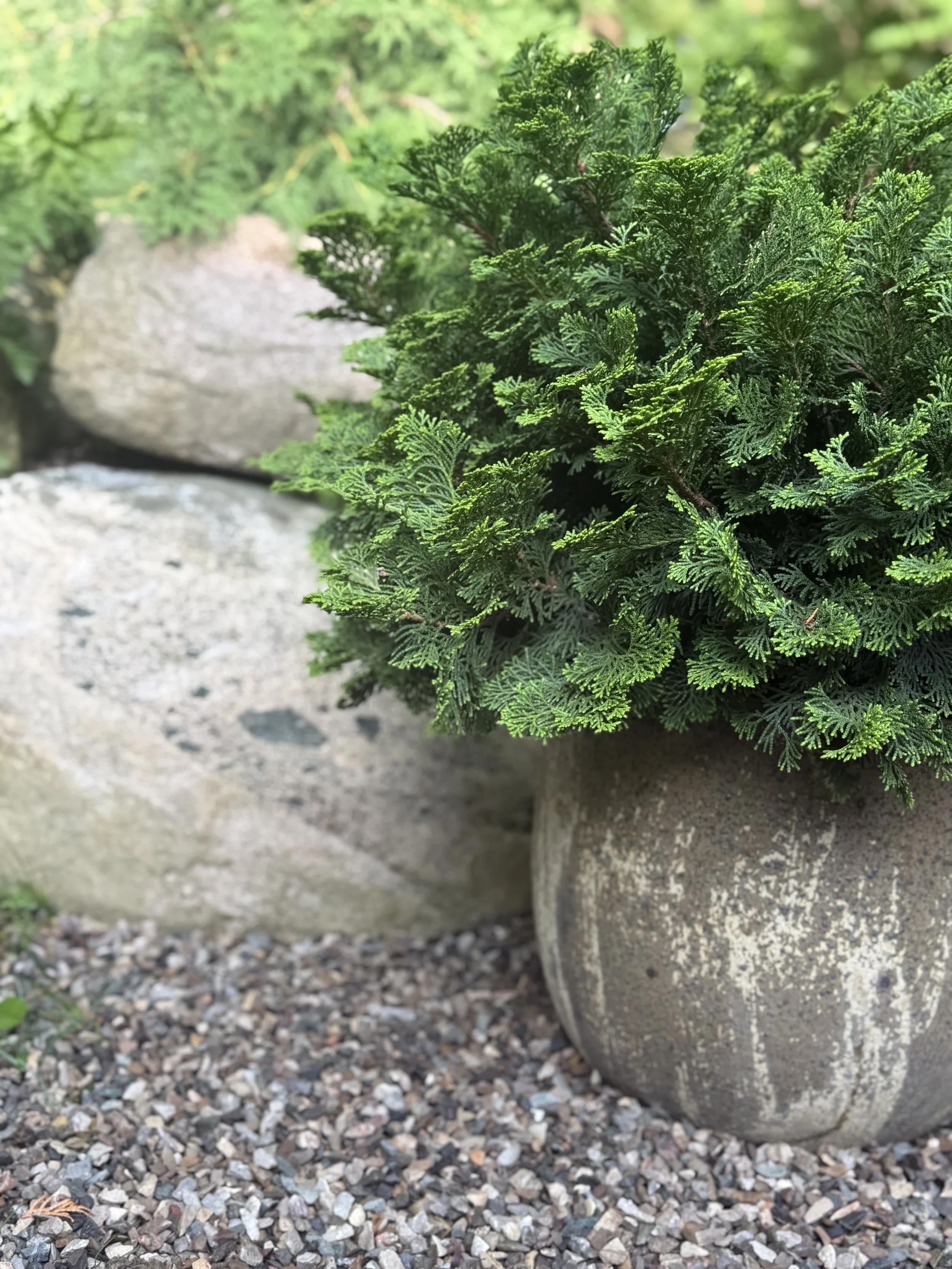 Large boulders with green plants and surrounded by small pebbles