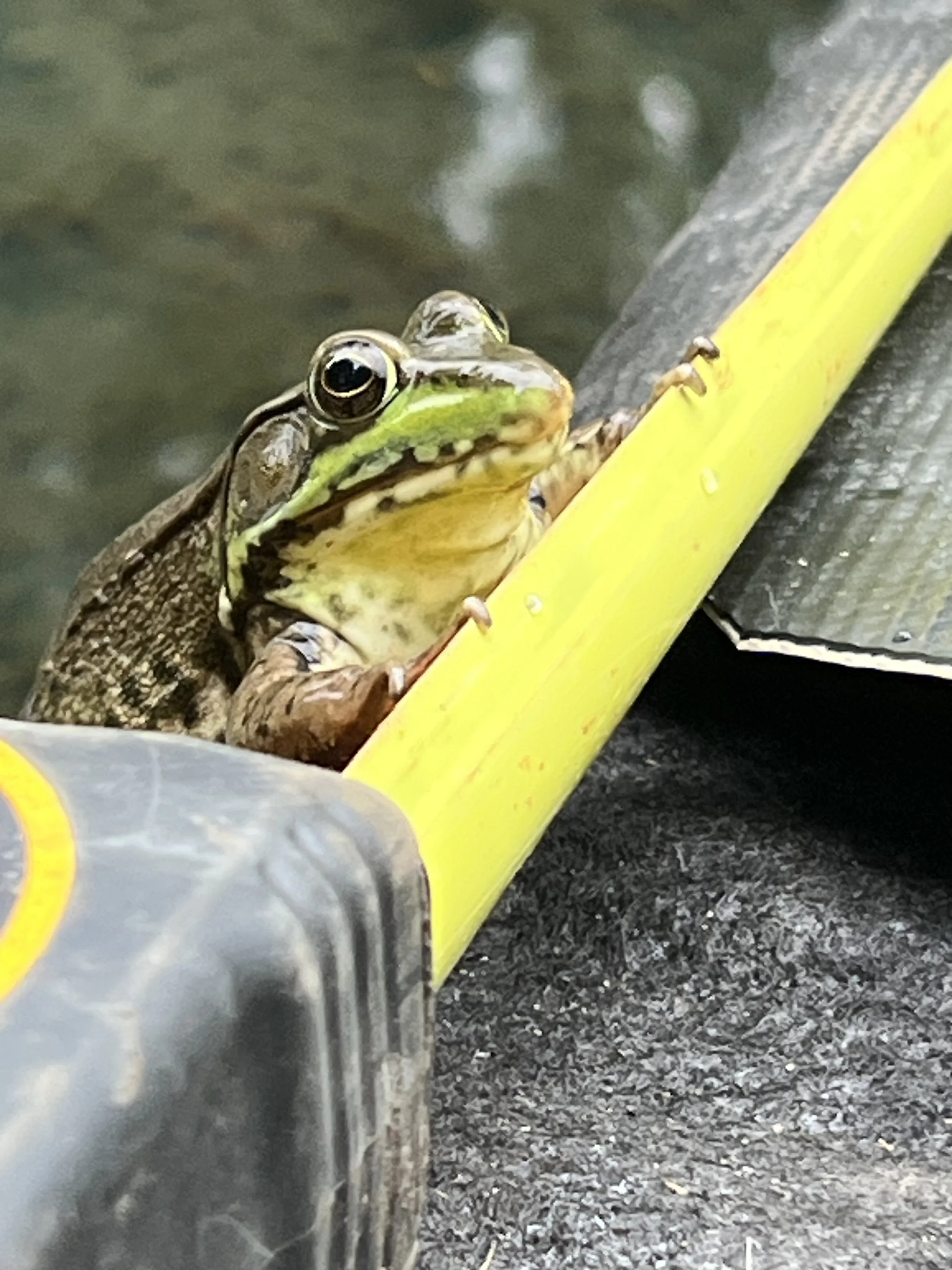 Frog using a measuring tape