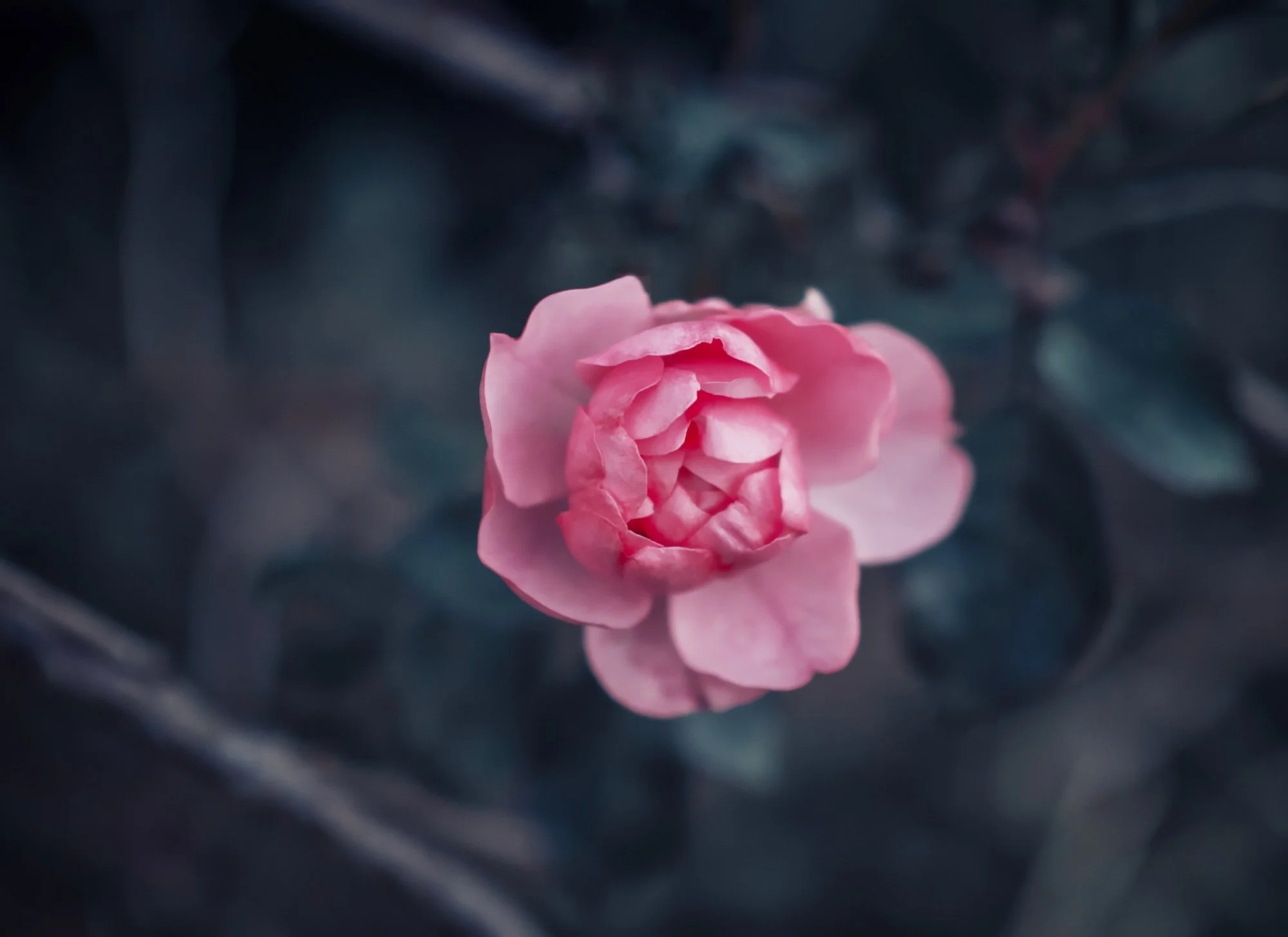 010_winter_rose.jpeg