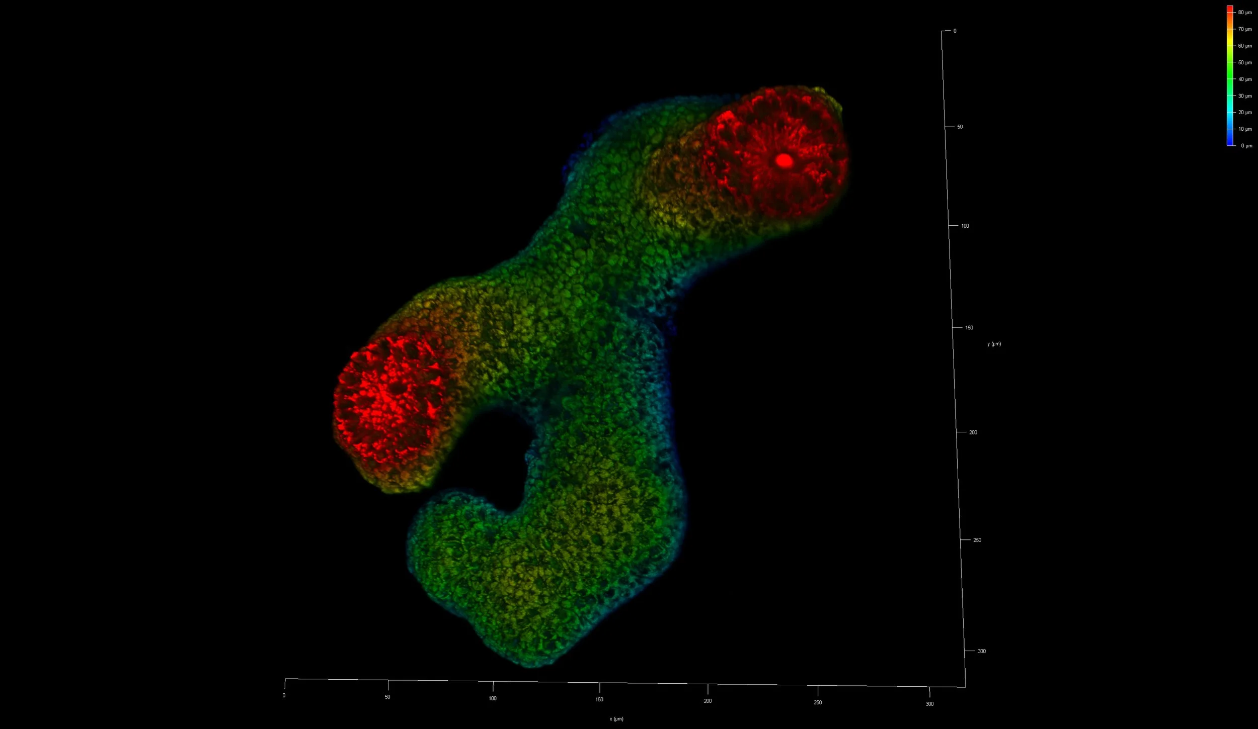 TMRM 4Z 3D 1 intensity.jpg