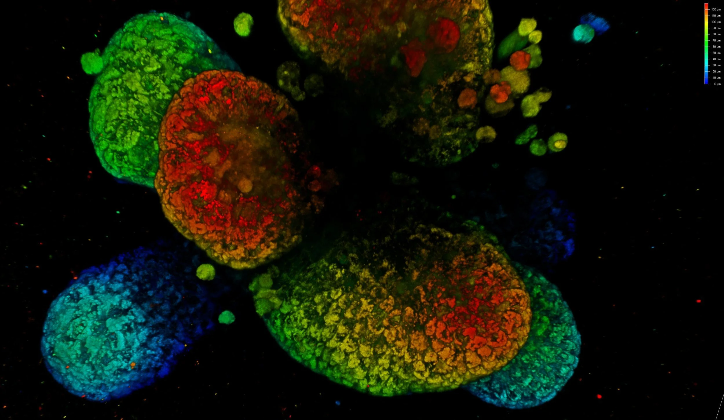 RDA 7z INTENSITY 4.jpg