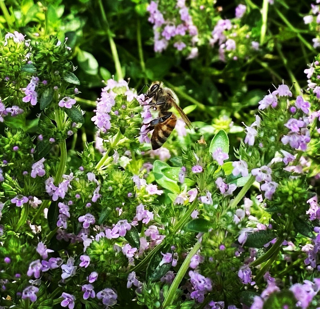 THYME

I caught this honeybee shot in the garden today 🐝🍯In Chinese herbal medicine thyme is considered cooling, acrid + bitter. It&rsquo;s use throughout Europe and the Mediterranean has been evident for centuries. Thyme is newer to the Chinese ph