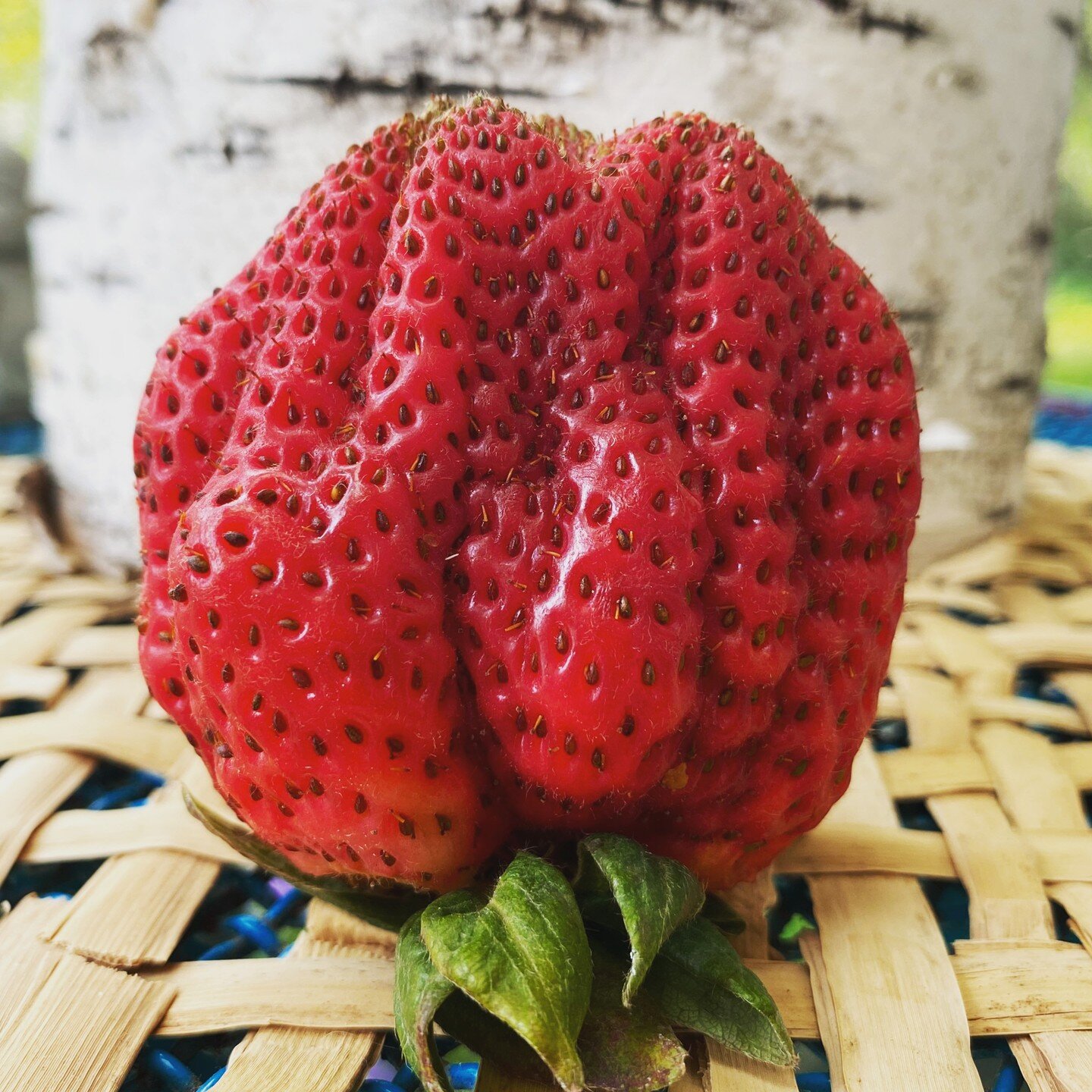 In Traditional Chinese Medicine, STRAWBERRIES have the flavor properties of sweet and sour, they are cooling in nature, and nourishing to the YIN. 

Strawberries clear heat and generate fluids, and as such they are beneficial for dry cough, hot flash