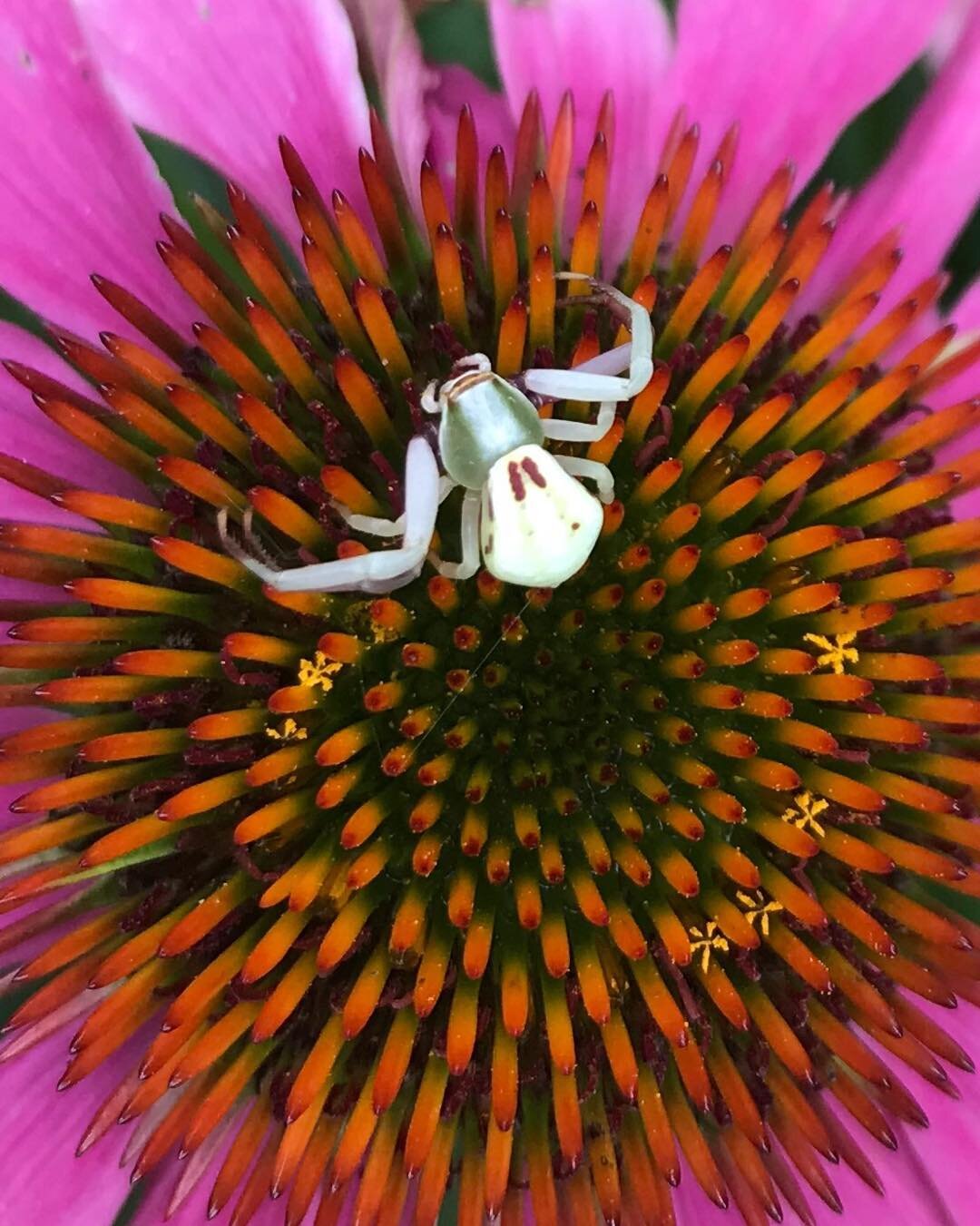 I love the juxtaposition of this unusual insect on this beautiful echinacea flower in my garden. I don&rsquo;t know what this insect is but they created an intriguing sight.