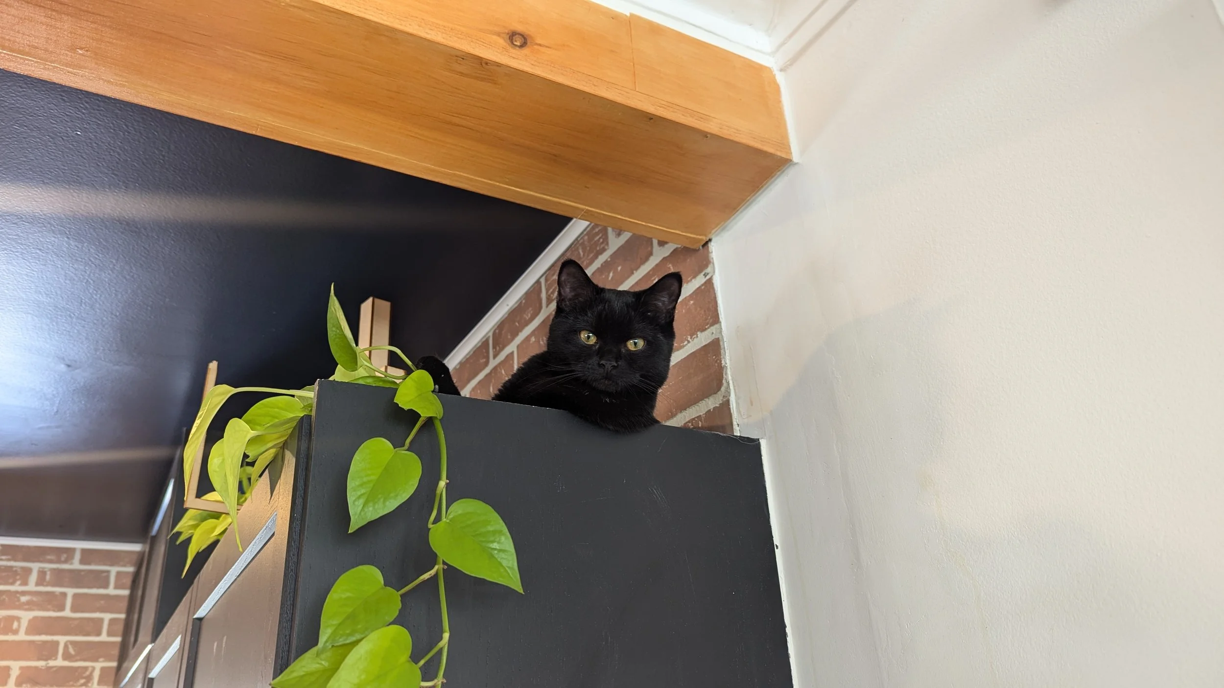 Black cat laying on top of a dark storage unit, with green leafy houseplant in front. The background shows a brick wall, a wooden shelf, and a white wall.