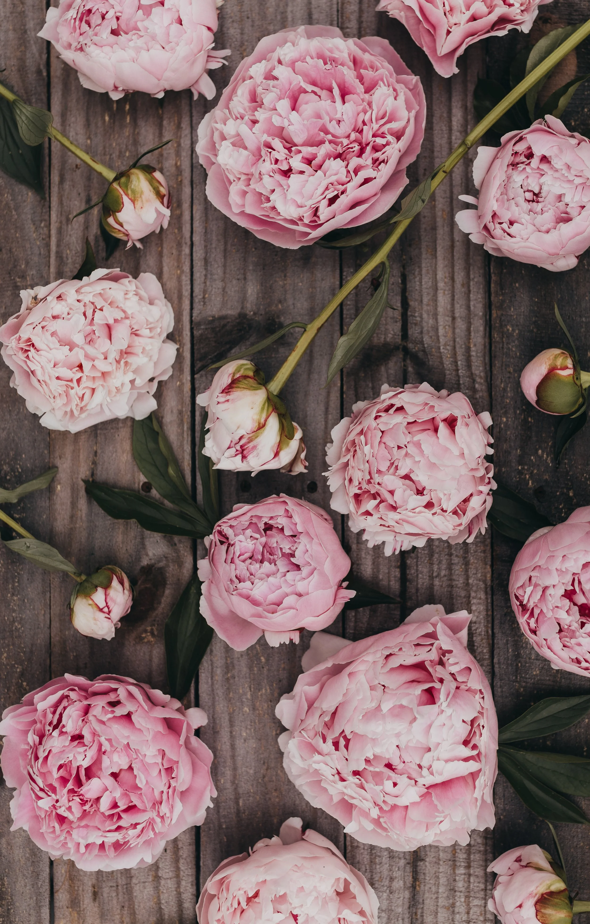 20250617-LEAH2637 (1).jpg