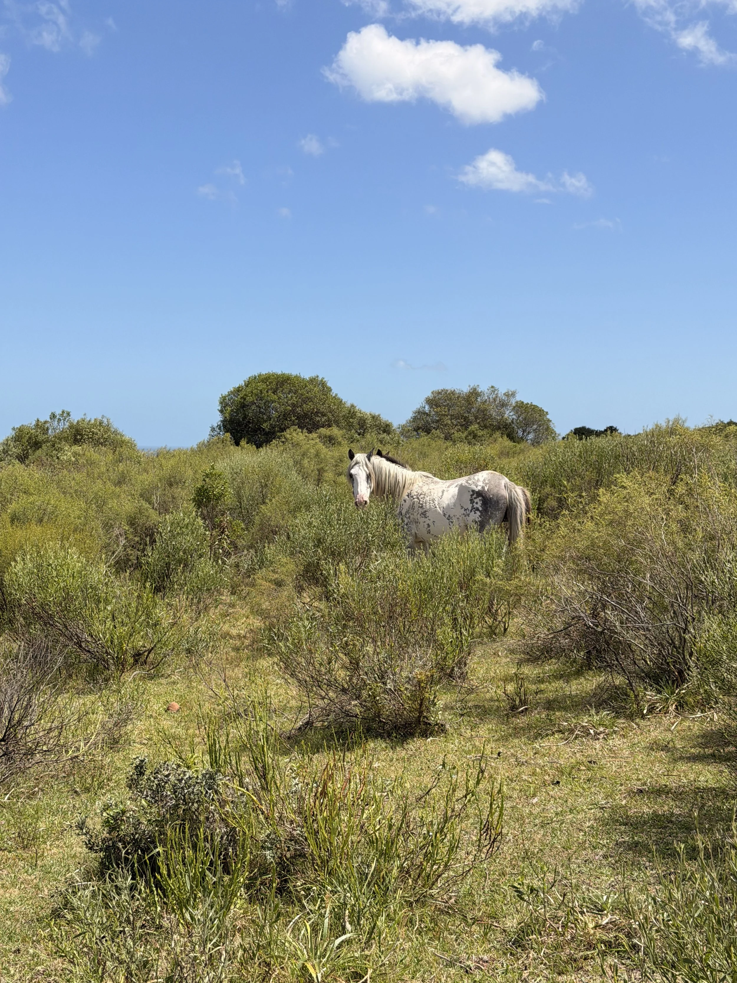 Chacras_Anima_Carrousel (5).jpg