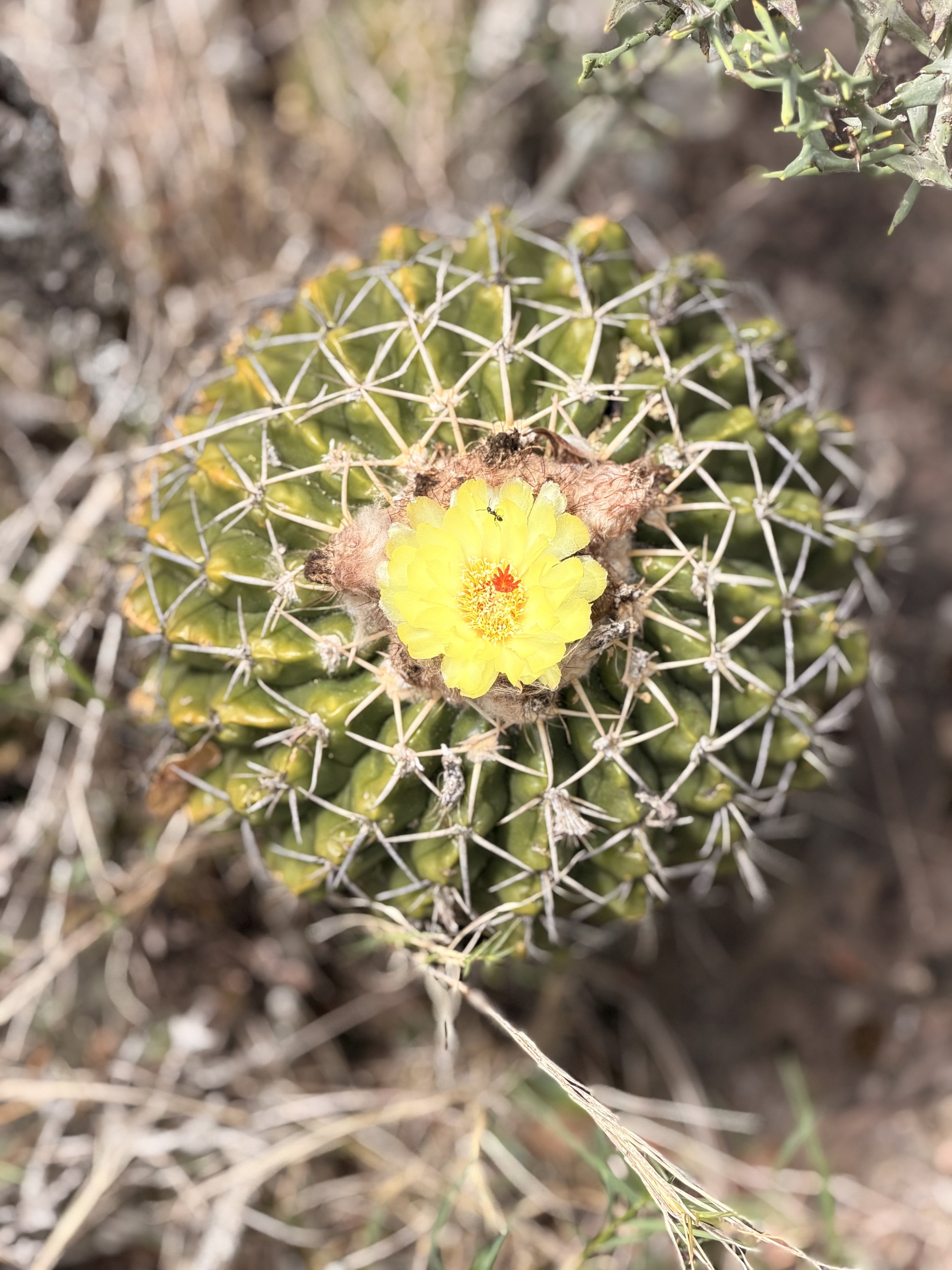 Chacras_Anima_Carrousel (3).jpg