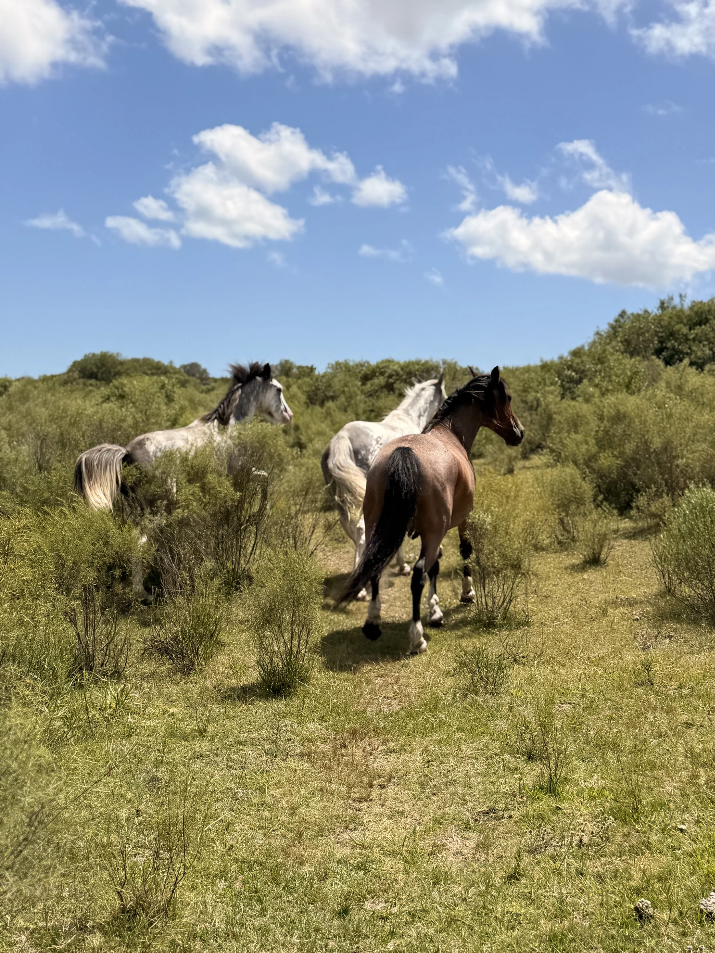 Chacras_Anima_Carrousel (7).jpg