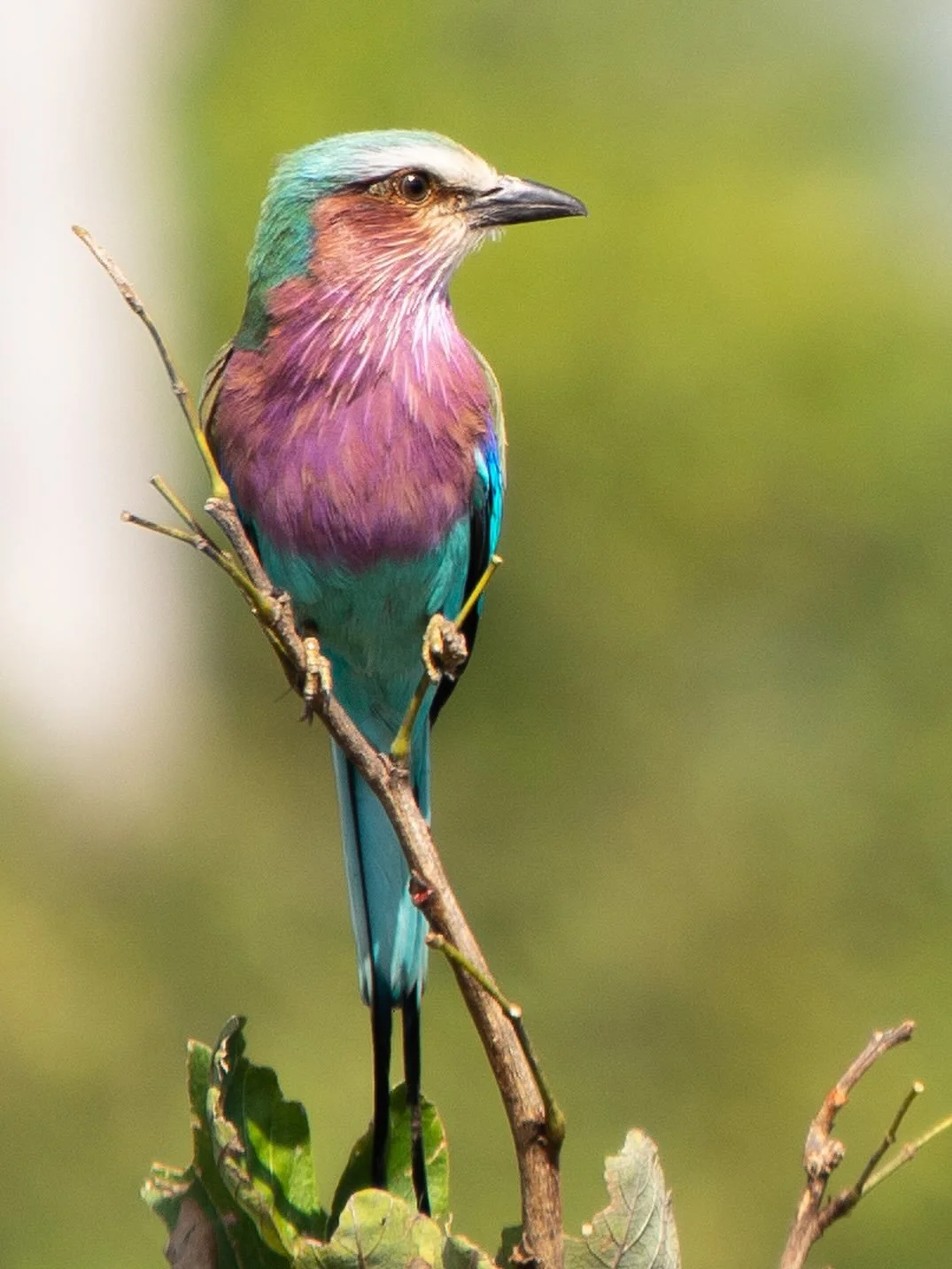 Too pretty to blend in ✨

#lilacbreastedroller #painteddogslagoon #zambiasafari #luxuryinthewild #travelzambia
