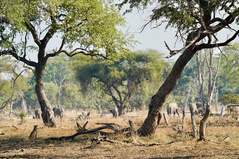 Can you spot the leopard in the first photo? 👀 a nice treat from this morning&rsquo;s drive 🐆✨