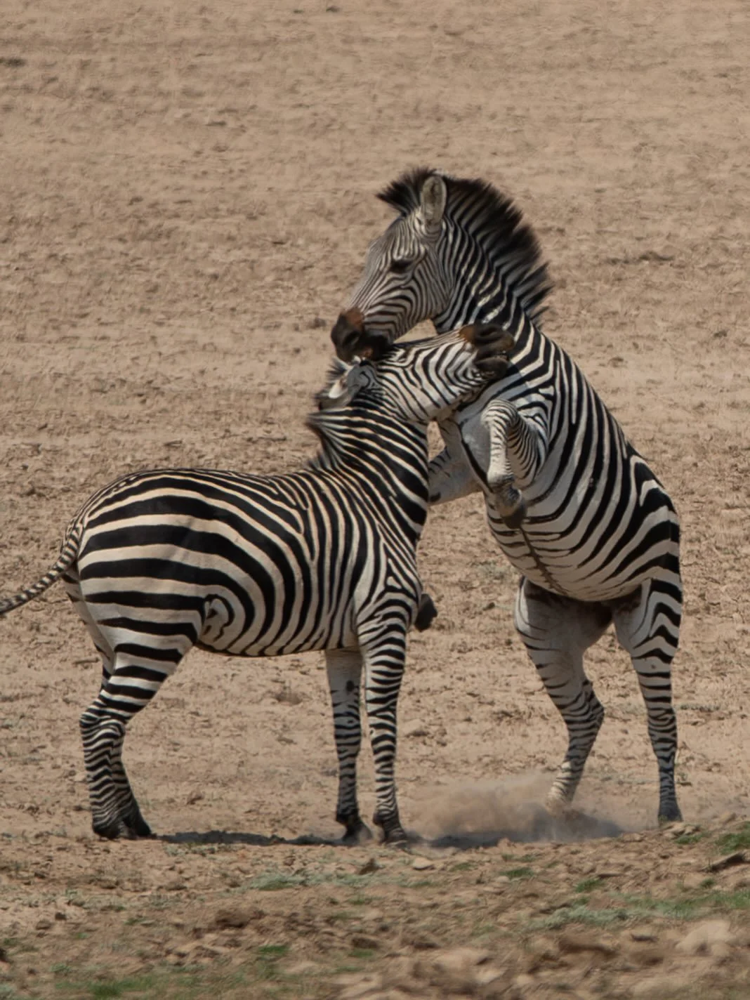 Take some time to play!

#painteddogslagoon #zambiasafari #luxuryinthewild #travelzambia #wildlifephotography