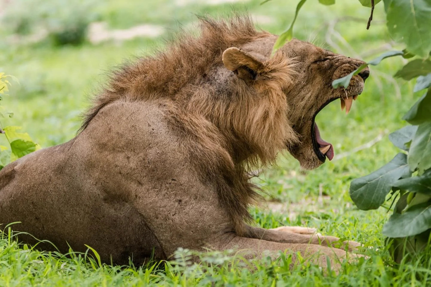 Happy World Lion Day! 🦁

#worldlionday #painteddogslagoon #zambiasafari #luxuryinthewild #travelzambia