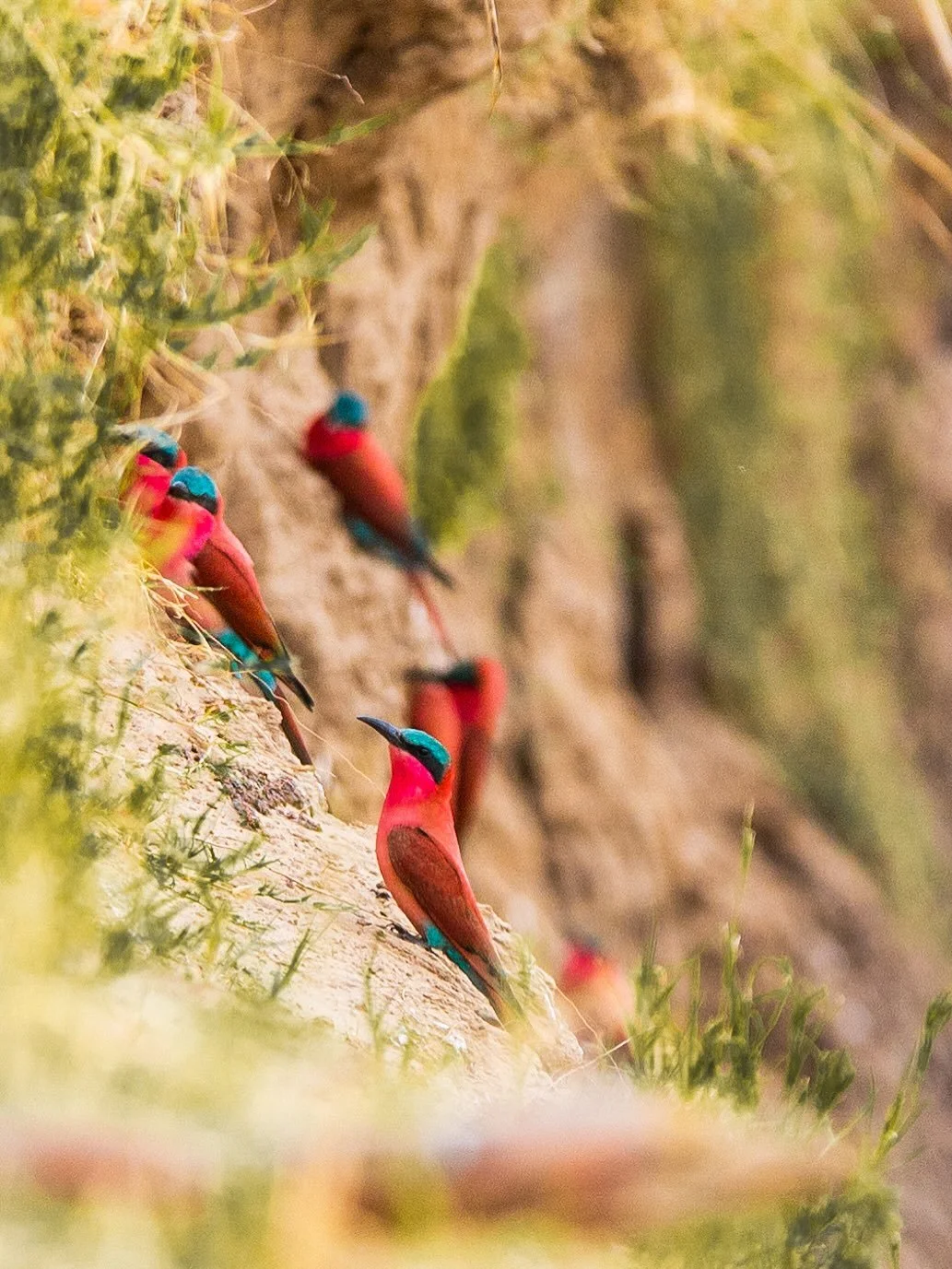 Every year from late August to November, Luangwa&rsquo;s riverbanks turn into a carmine paradise. Now is the time to come to Luangwa and see these beautiful birds in action ❤️

#painteddogslagoon #zambiasafari #luxuryinthewild #travelzambia #carmineb