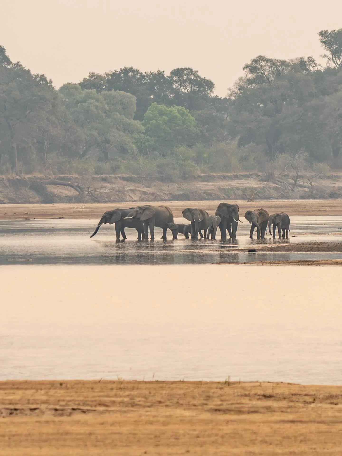 The dry season rhythm, when the river becomes the stage for daily elephant crossings 🐘😍

#painteddogslagoon #zambiasafari #luxuryinthewild #travelzambia