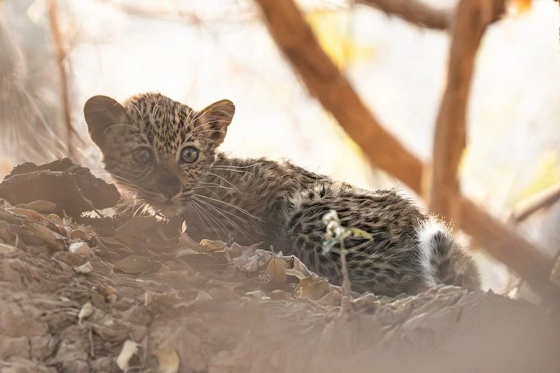 Curious and playful, but never too far from mum&rsquo;s side

#painteddogslagoon #zambiasafari #luxuryinthewild #travelzambia #wildlifephotography