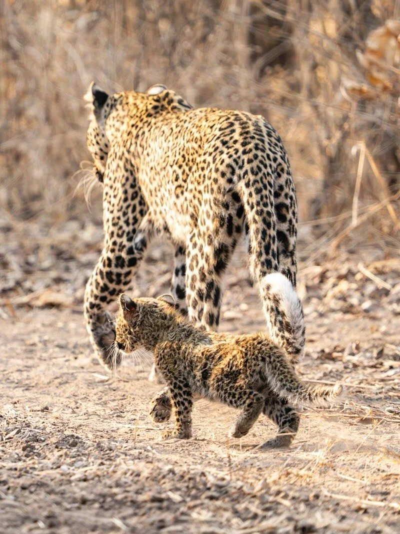 Luangwa mornings never disappoint&hellip; 🐆

#painteddogslagoon #zambiasafari #luxuryinthewild #travelzambia #wildlifephotography