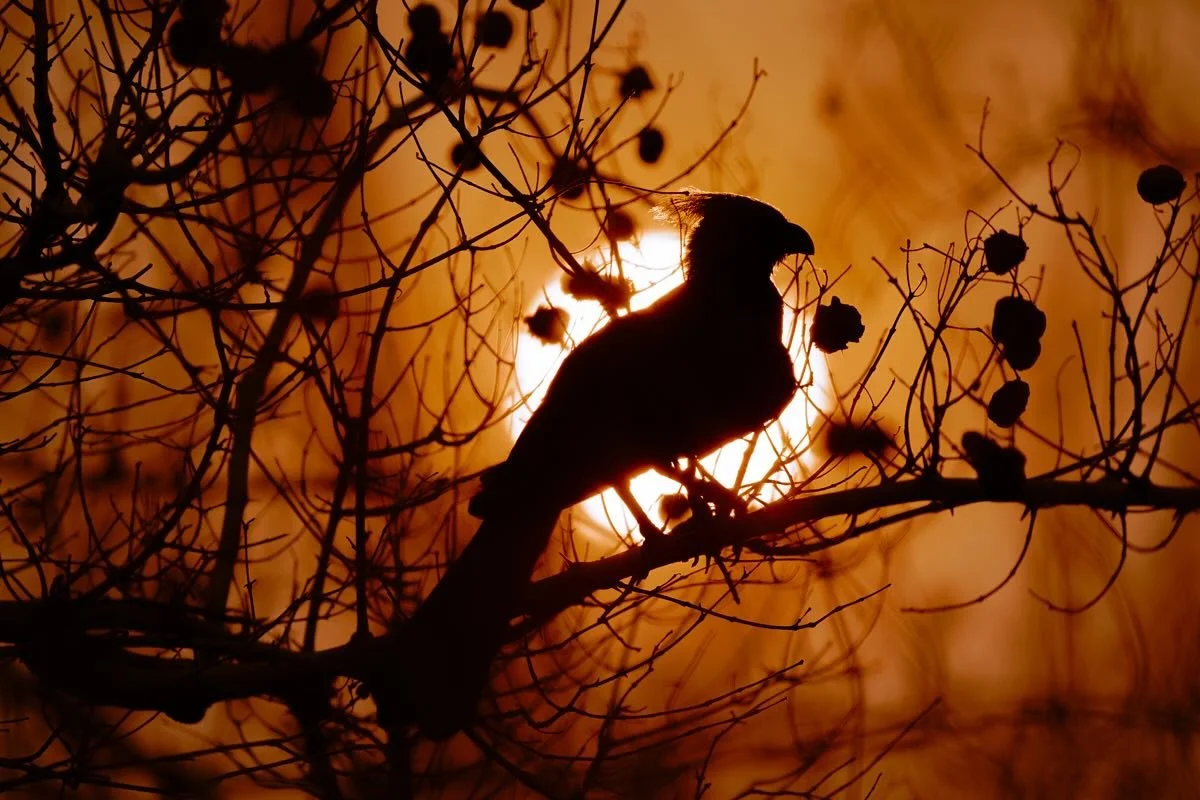 Sunset poetry in feathers and branches ✨

#painteddogslagoon #zambiasafari #luxuryinthewild #travelzambia #wildlifephotography