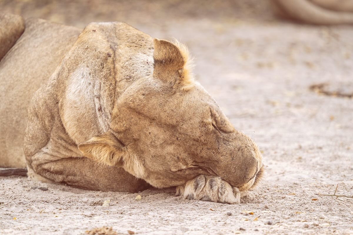 How can something so fierce also be this adorable?

#painteddogslagoon #zambiasafari #luxuryinthewild #travelzambia #wildlifephotography