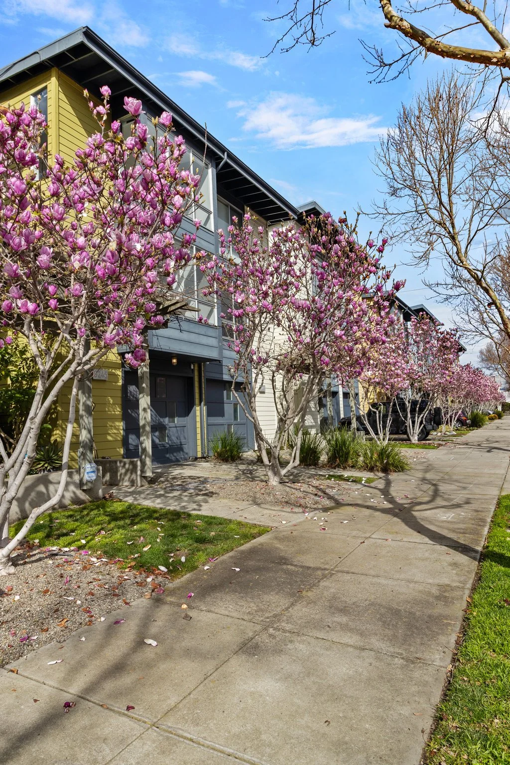 Colorful row of townhouses with flowering pink trees along the sidewalk on a sunny day.