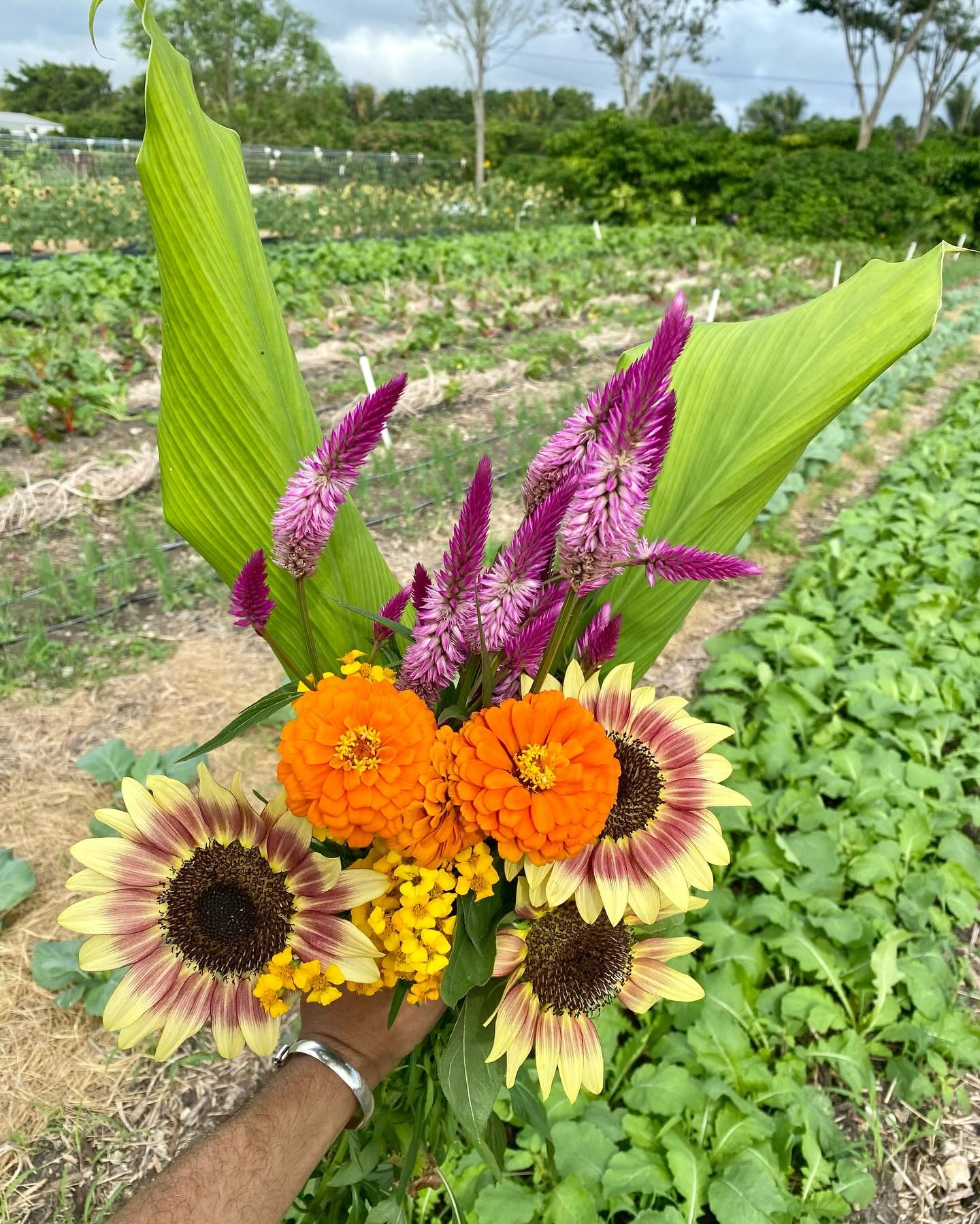 🌸 Nothing brings us more joy than seeing our farm in bloom, surrounded by the vibrant colors and fragrant blossoms that embody the beauty of each season. As we gear up for another year of growing and nourishing our regener8 family, we want to take a
