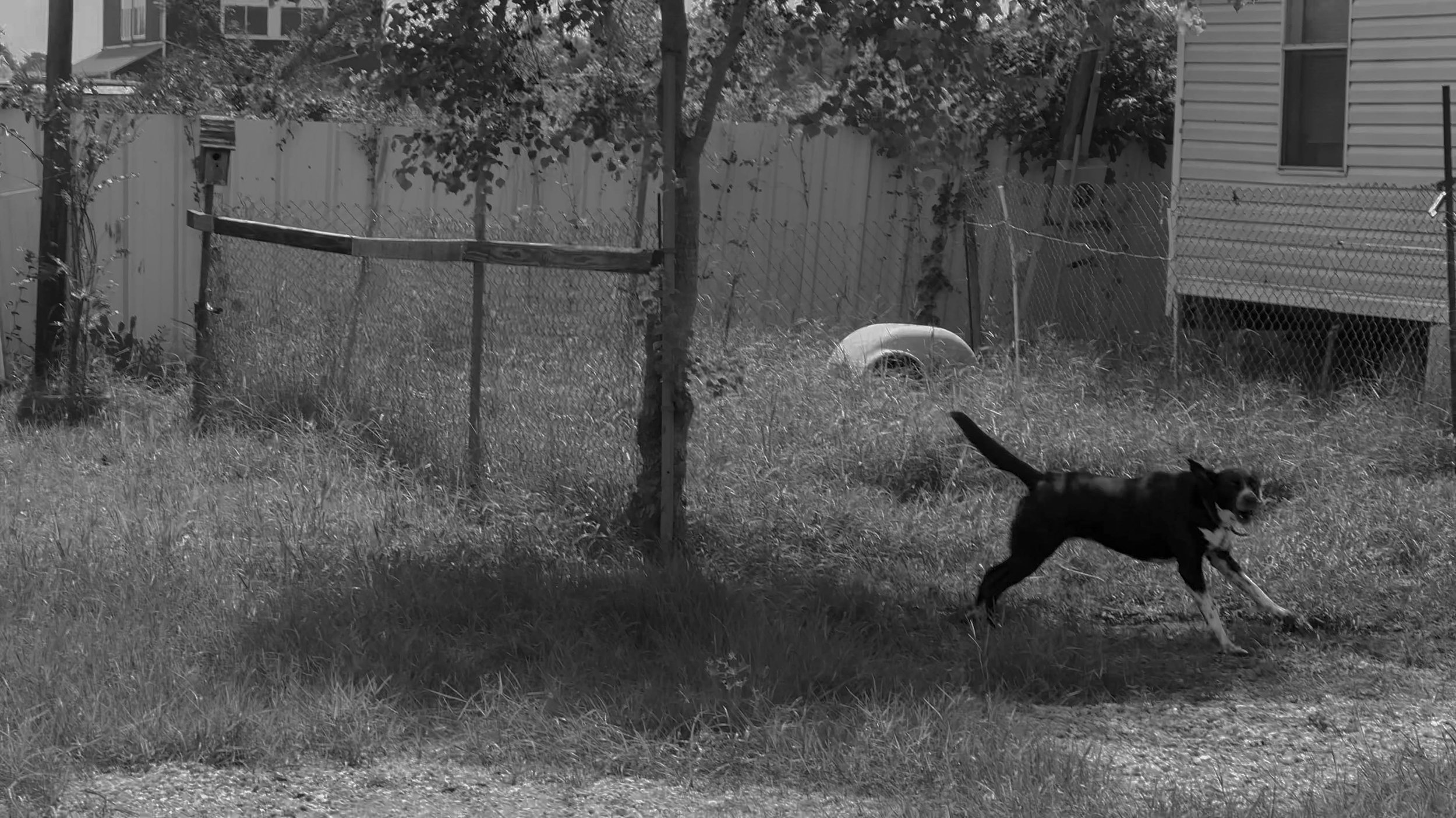 A dog running in a grassy backyard with a fence, trees, and a house in the background.