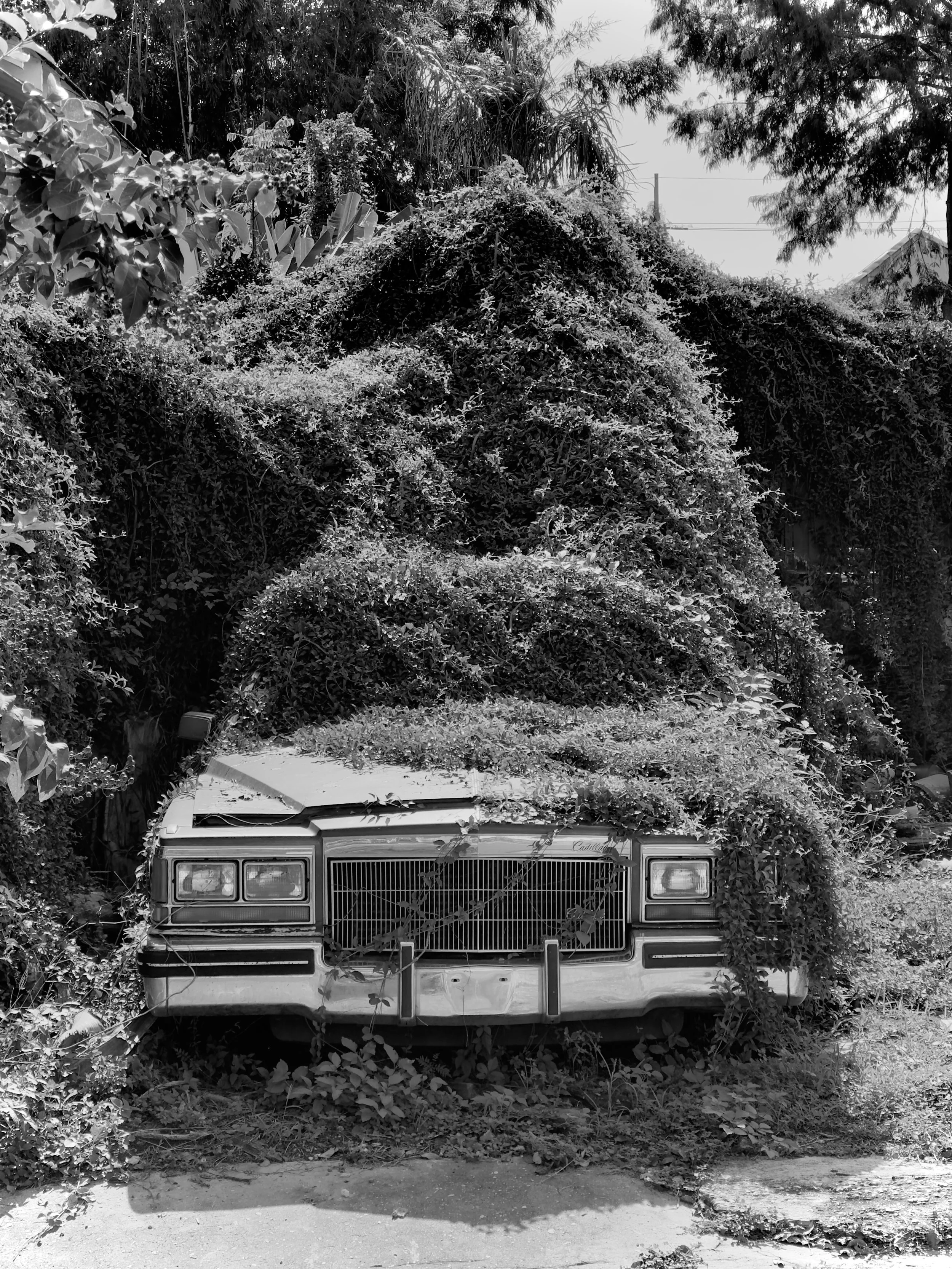 An old car overgrown with dense bushes and vines, partially obscuring the front of the vehicle, with trees in the background.