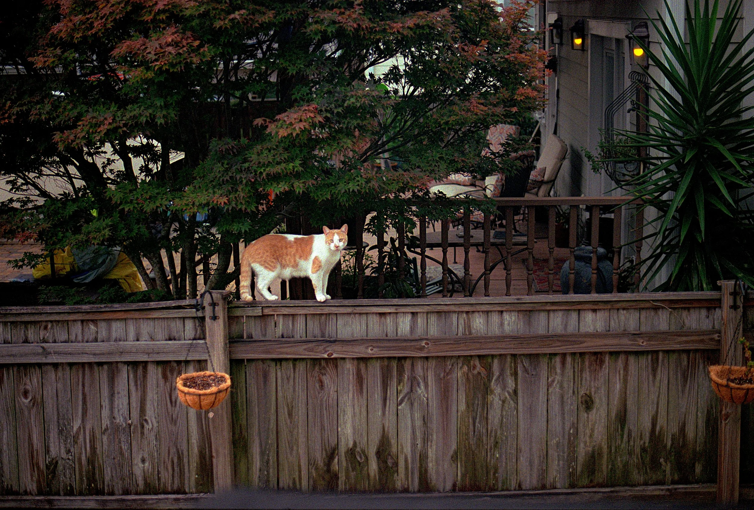 An orange and white cat standing on a wooden fence, with a leafy tree and a porch with chairs and plants in the background.