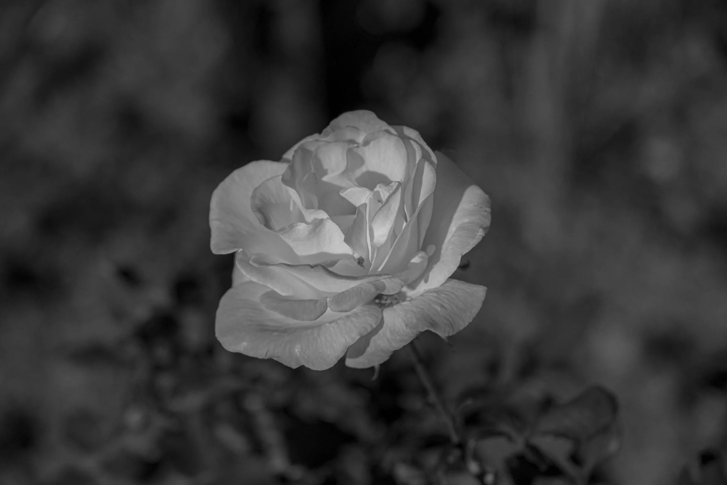 A close-up black and white photograph of a blooming rose with layered petals.