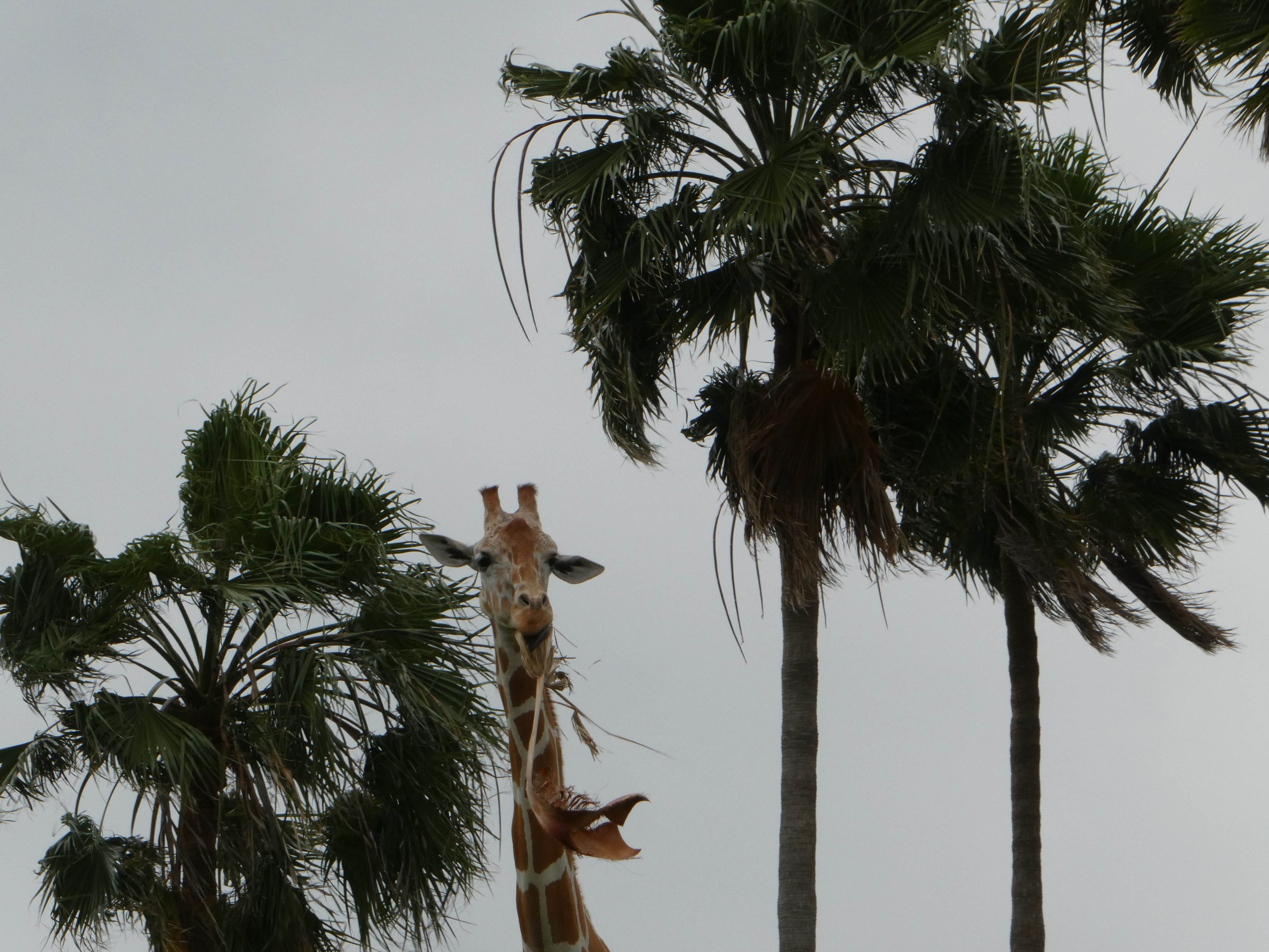 A giraffe standing among palm trees against a cloudy sky.