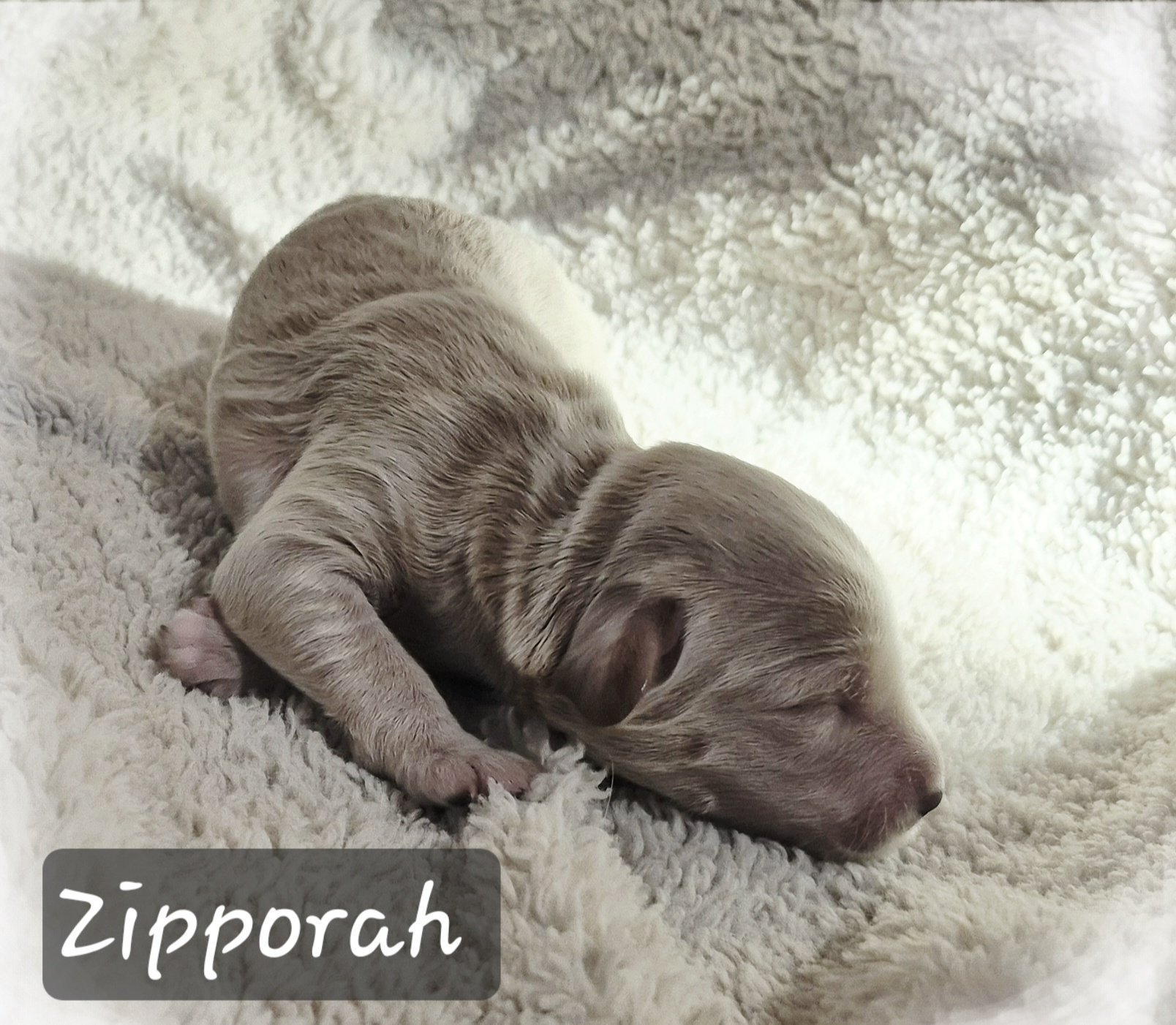 Zipporah