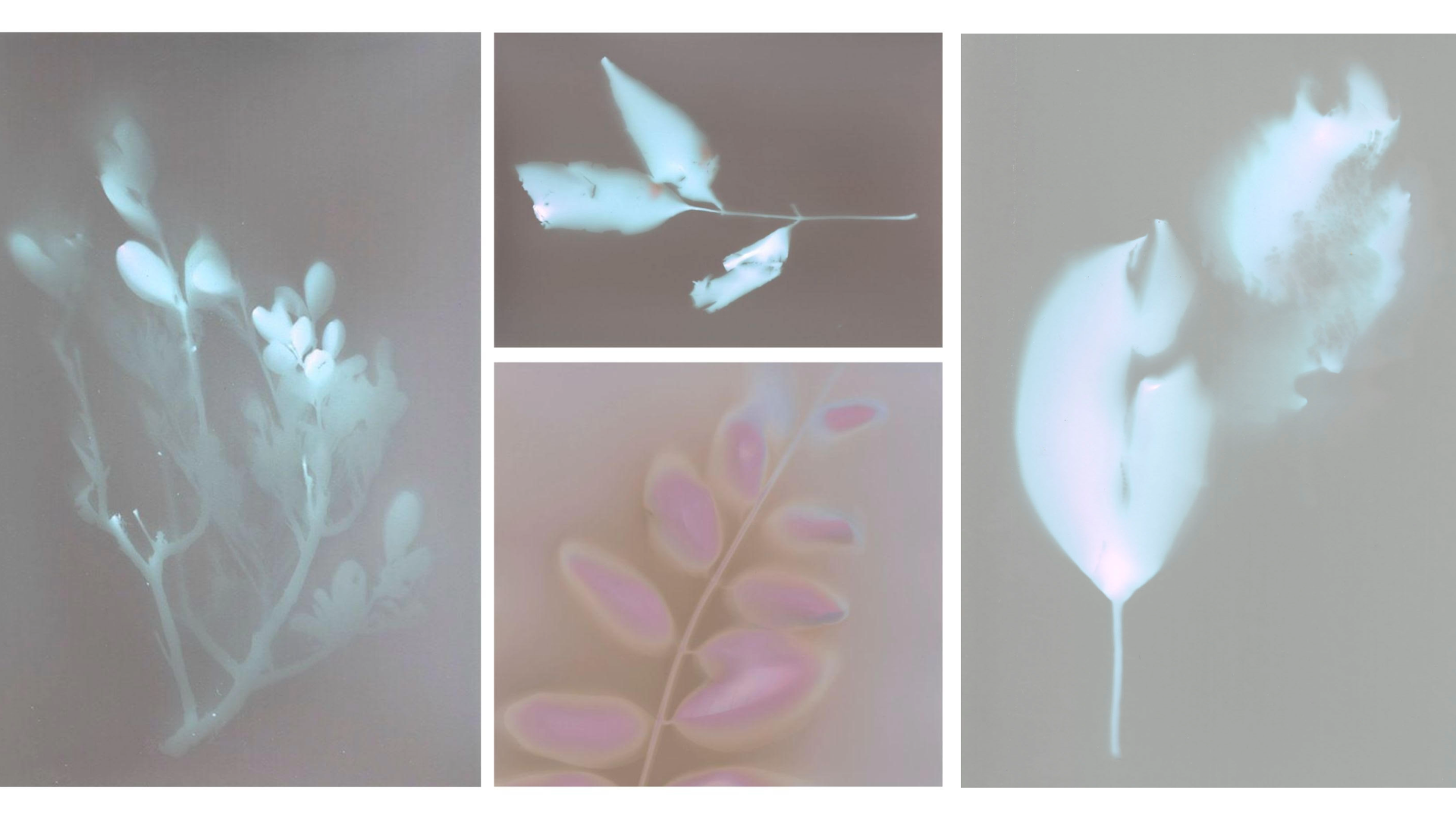 Lumen Printing with Jenny Riffle