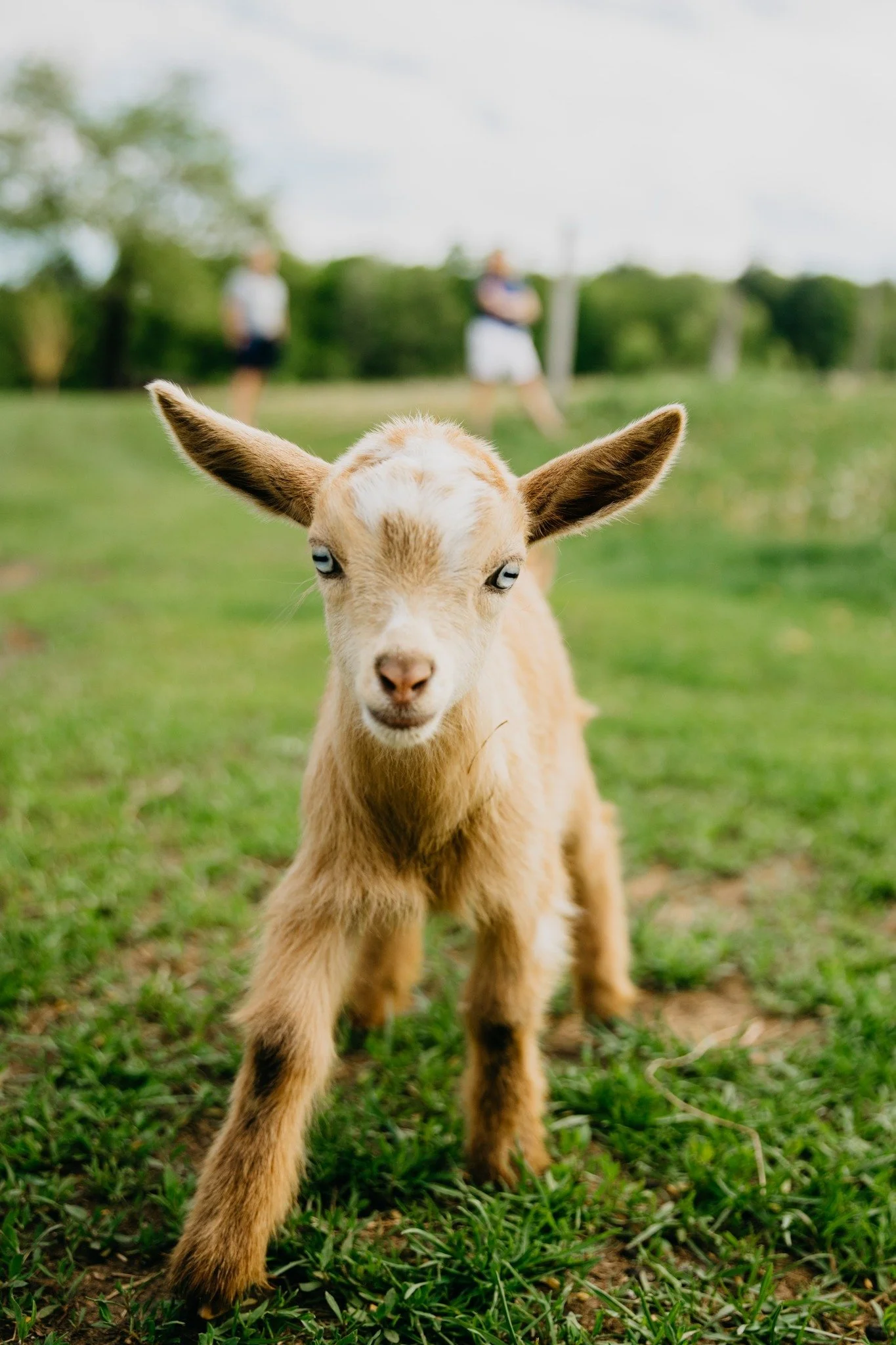 Mingle & Meet Baby Goats