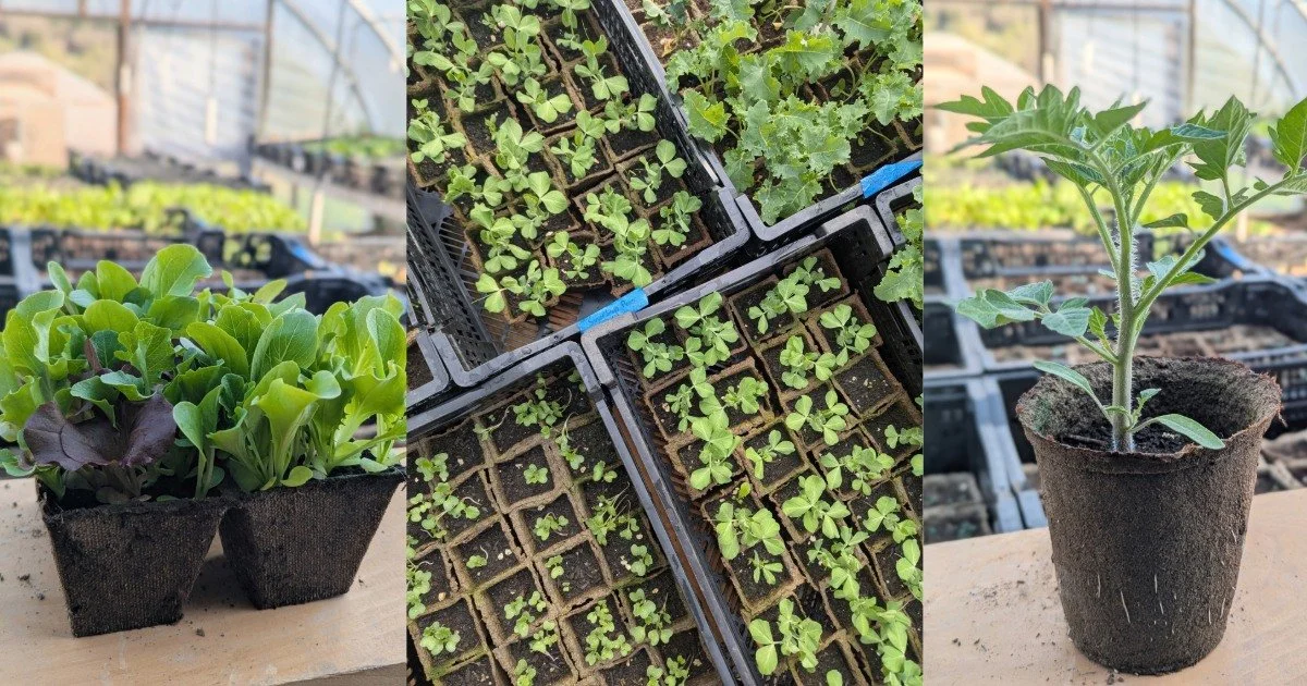 Plant Sale with Roaming Roots Farm