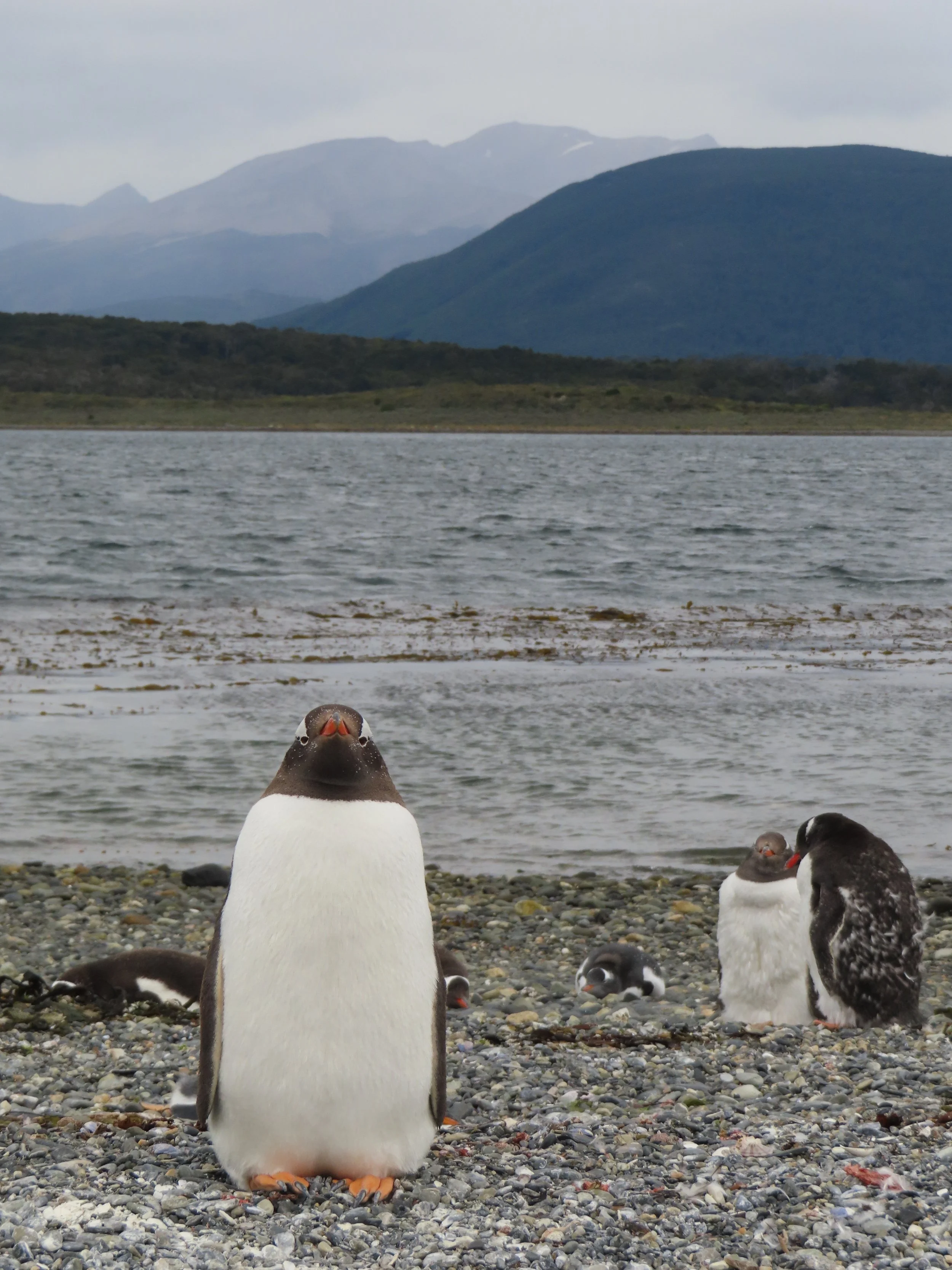 Walking with Penguins in Ushuaia: Is the Martillo Island Tour Worth It?