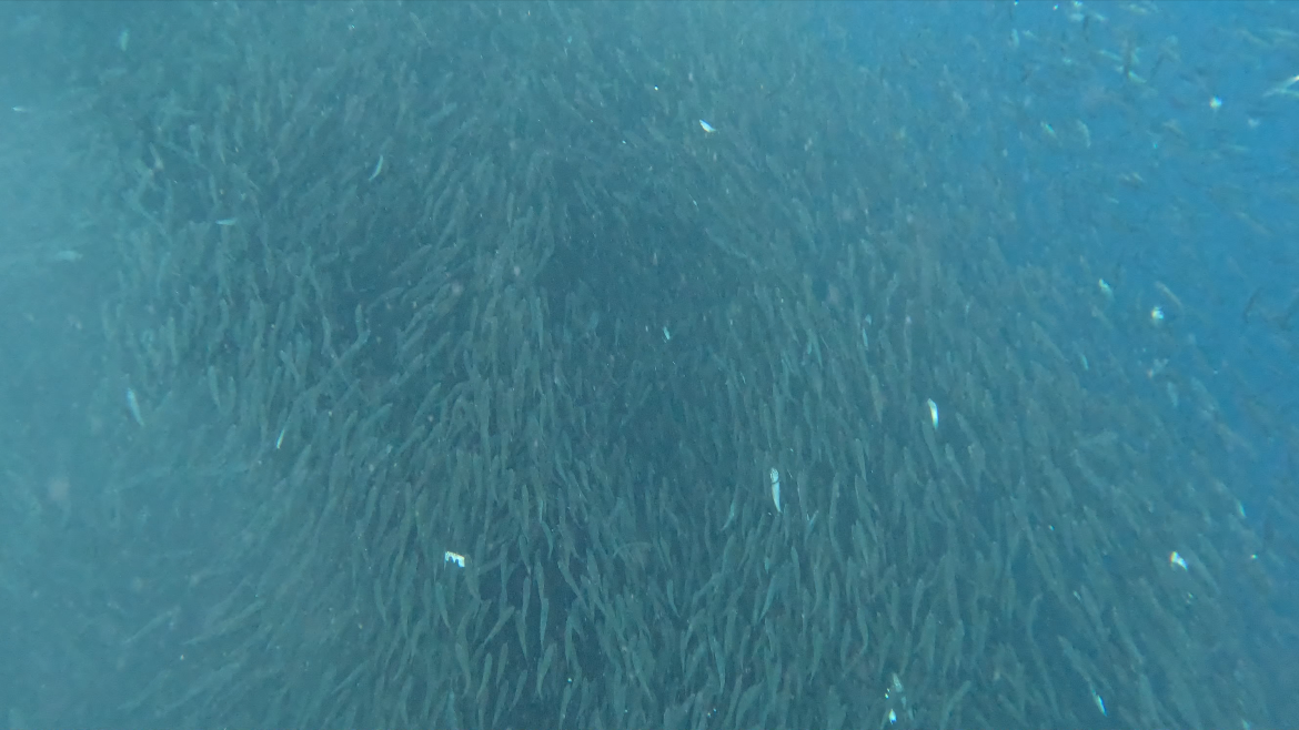 Cebu sardine run