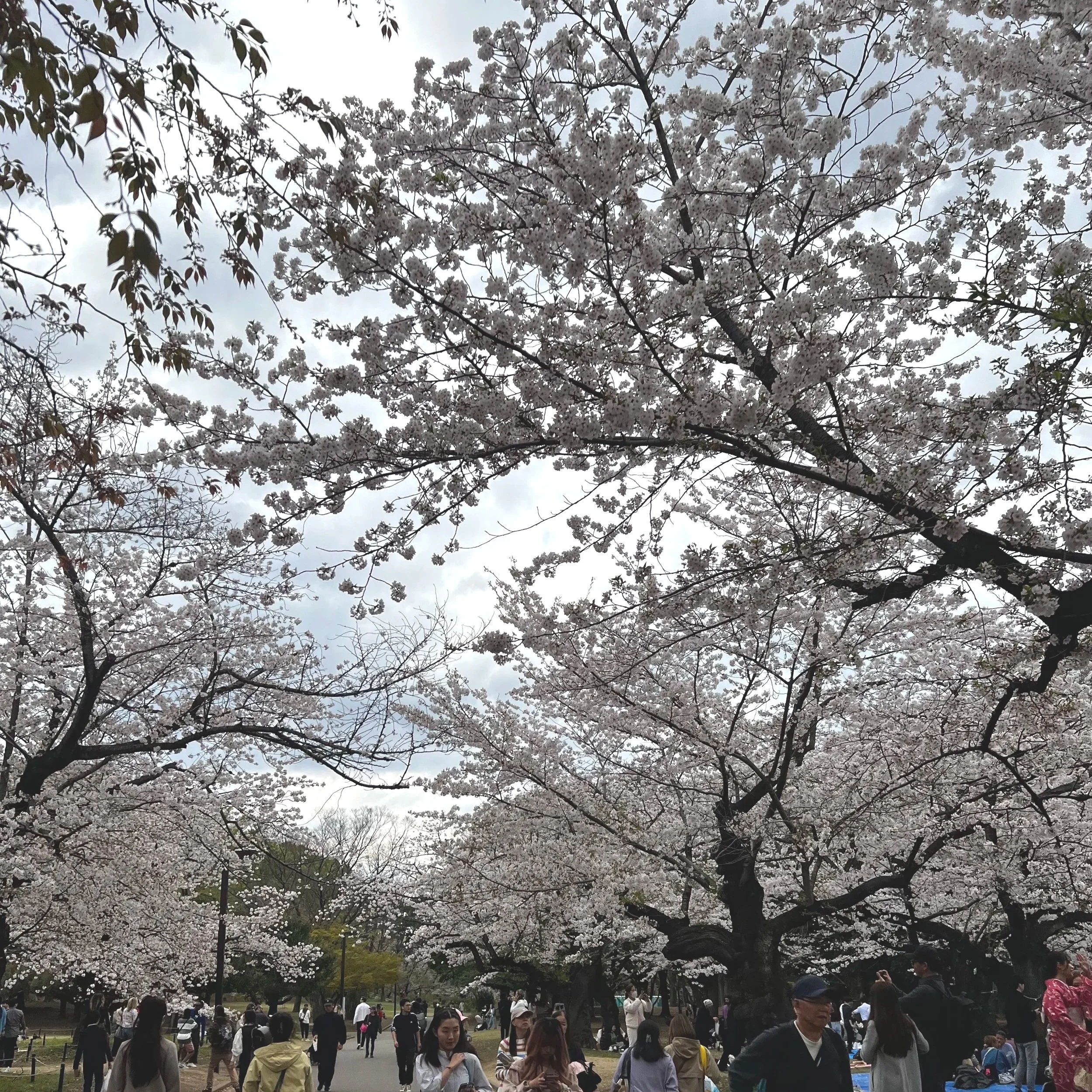 Yoyogi park