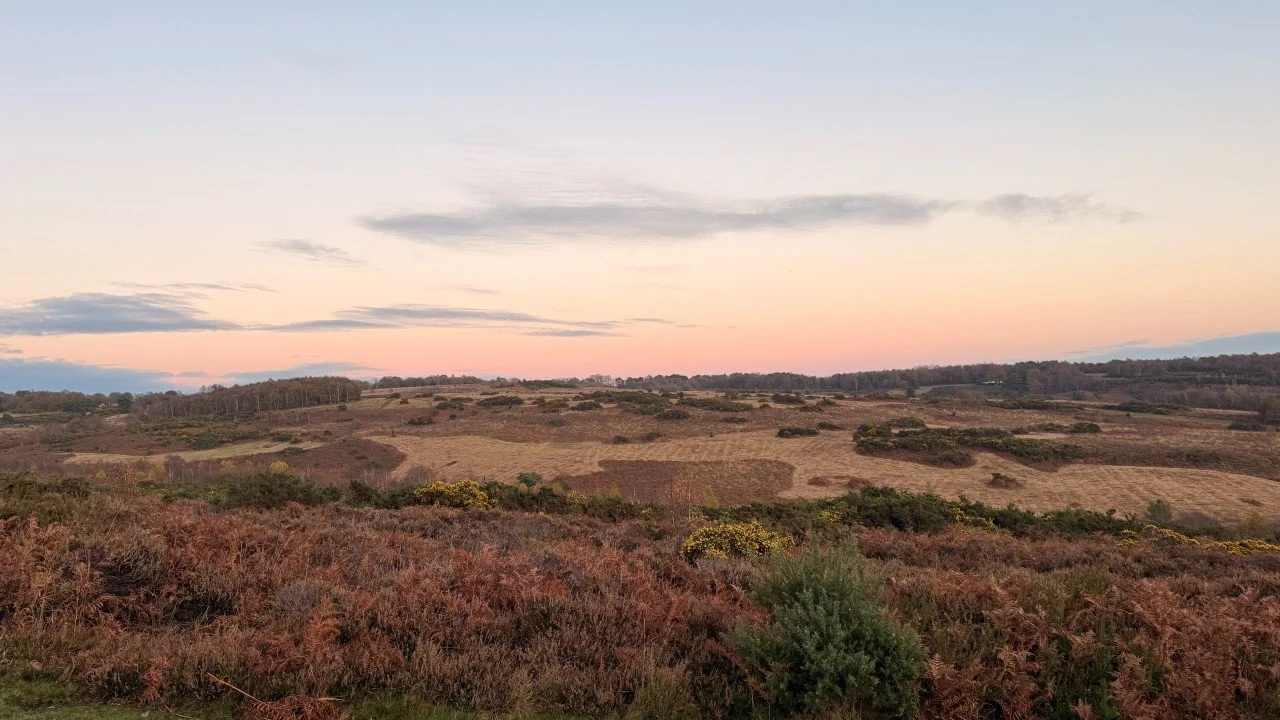 What heathland ecology taught me about complexity, monocultures, and resilience.