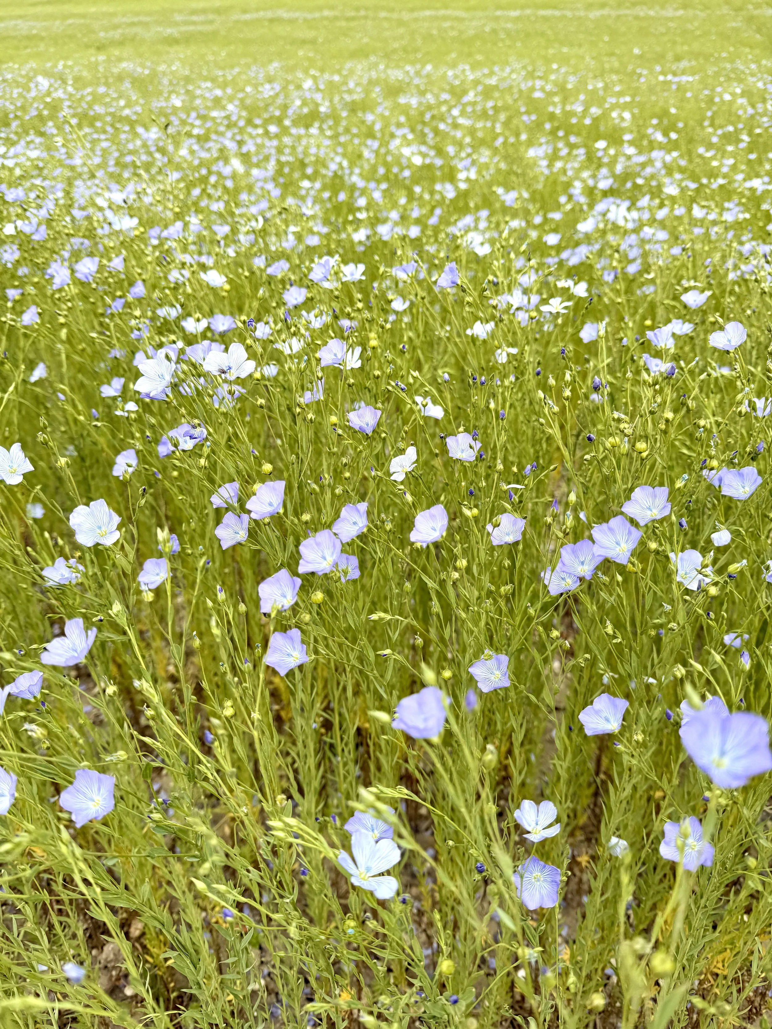 Let’s Stop Pretending Value and Joy Are Mutually Exclusive